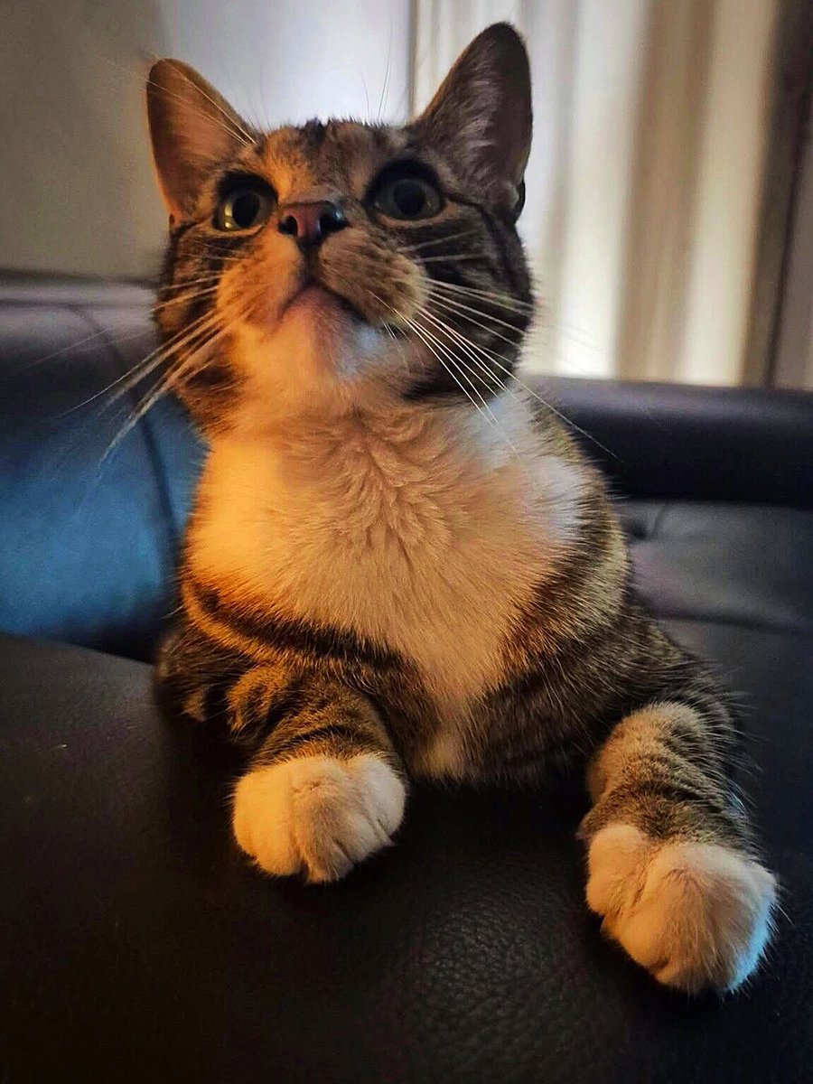 Simon Patrick He/Him tweet media