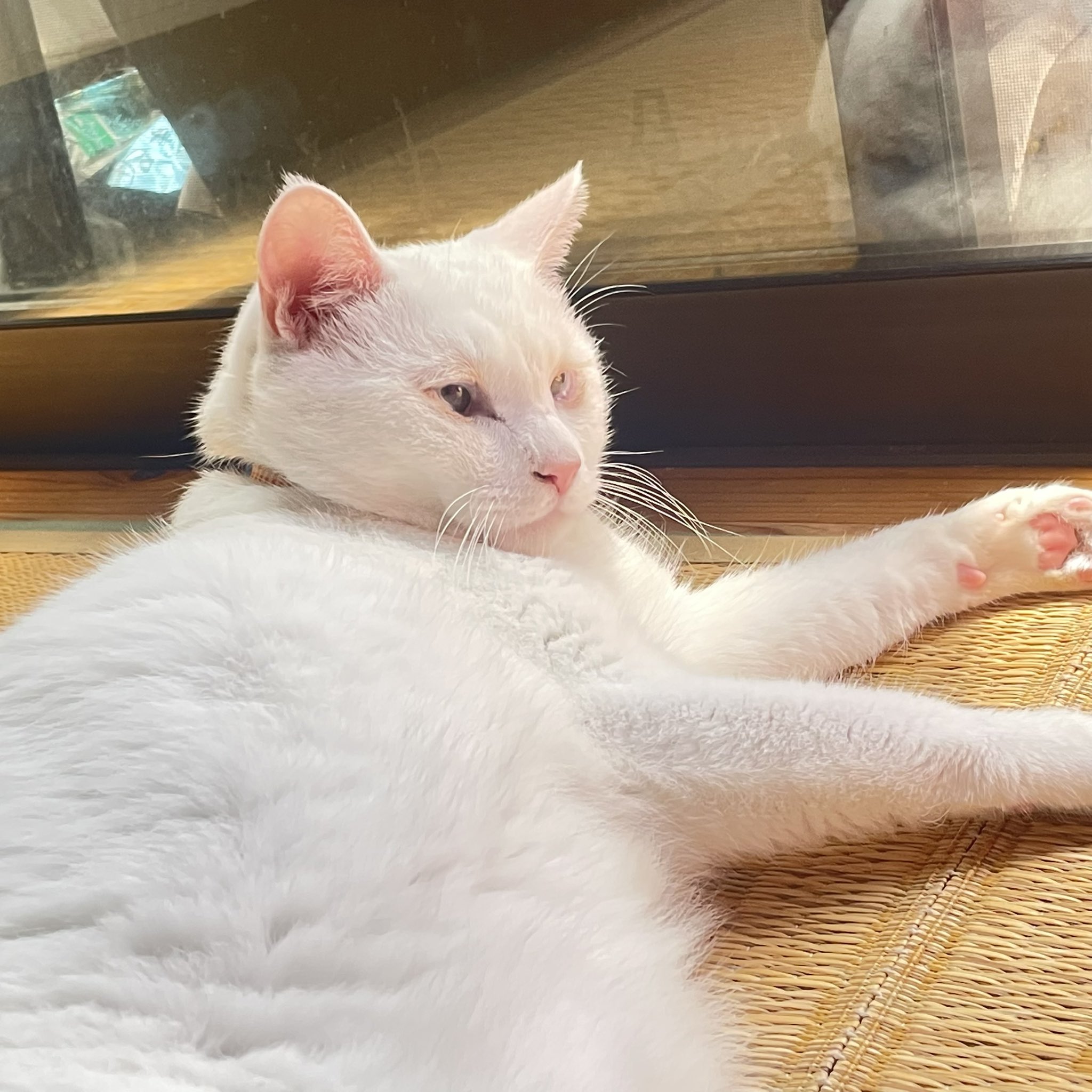 猫の画像 61zJ2IWRSuL._UF894,1000_QL80_.jpg