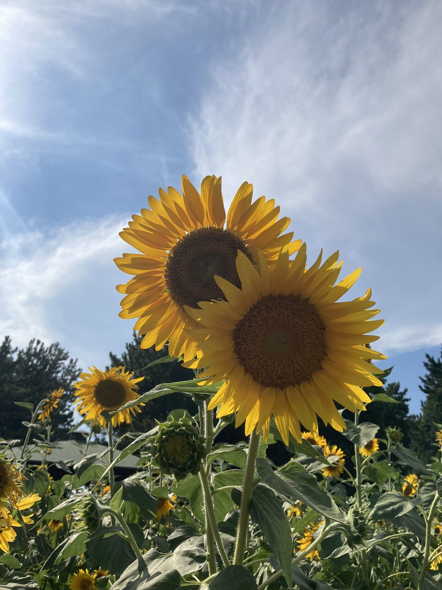 夫婦？カップル？
みたいなひまわりでした🌻

#ひまわり