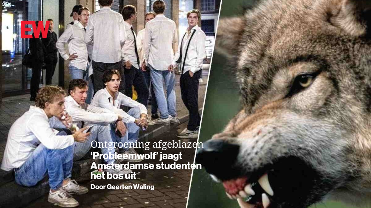 Studenten ontvluchten hun ontgroening: ‘probleemwolf’ Bram houdt de Utrechtse Heuvelrug in zijn greep. Maar als één wolf dit kan, wat gebeurt er dan straks landelijk?
ewmagazine.nl/nederland/news…