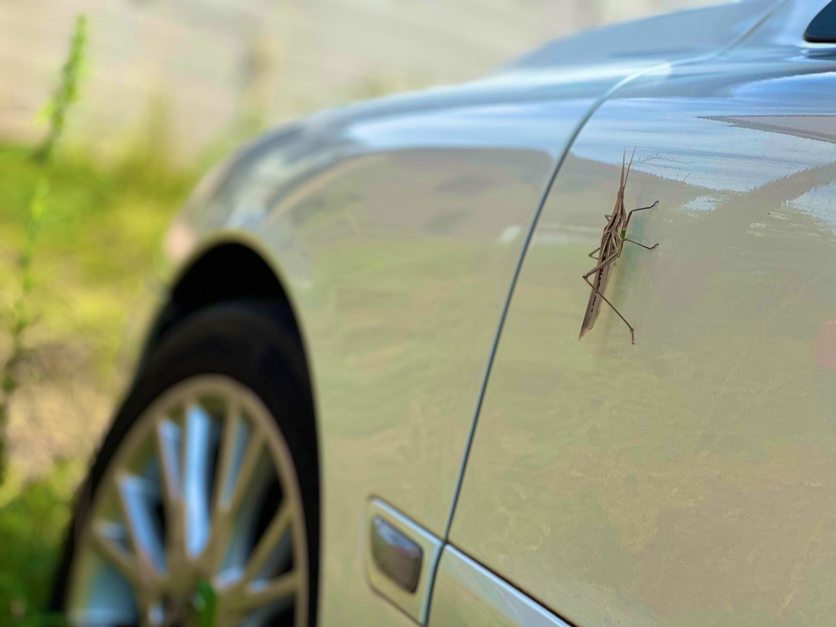 バッタのお腹って触るとムニムニしてるんですよね🦗
