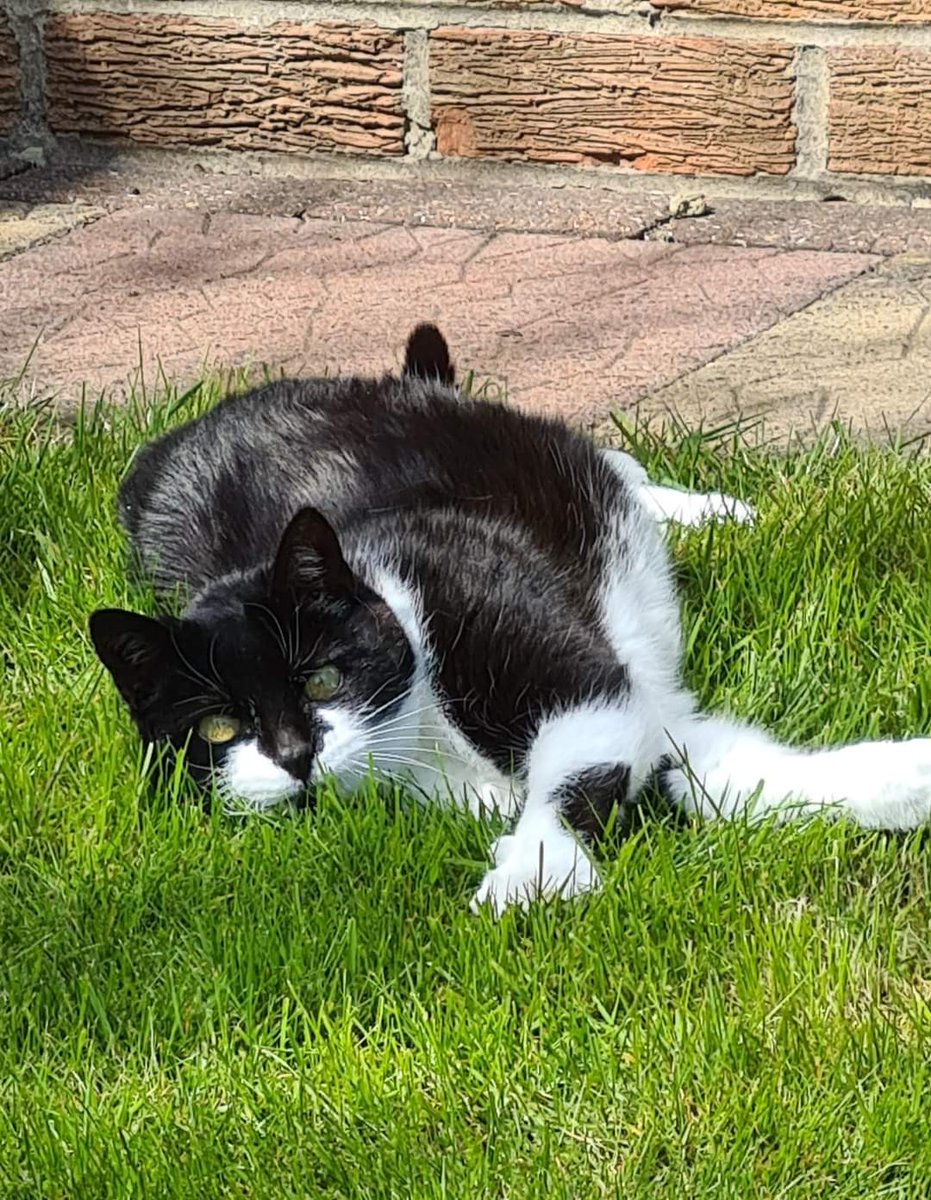 LadyEginthorp's tweet photo. Favourite place lying in the garden 🐾💕

#InternationalCatDay https://t.co/XHY4esOYdZ