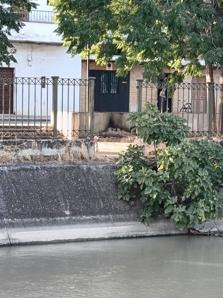 toni (@cazalla69) on Twitter photo Al <a href="/Ayto_Sevilla/">Ayuntamiento de Sevilla</a> y al Sr. <a href="/jlsanzalcalde/">José Luis Sanz</a>... En el canal de los presos de Torreblanca en la calle Torres Albas han quitado una de las puertas que acceden al curso del canal el cual pone en peligro la seguridad de los habitantes del Barrio, por favor póngalo en conocimiento... Al <a href="/Ayto_Sevilla/">Ayuntamiento de Sevilla</a> y al Sr. <a href="/jlsanzalcalde/">José Luis Sanz</a>... En el canal de los presos de Torreblanca en la calle Torres Albas han quitado una de las puertas que acceden al curso del canal el cual pone en peligro la seguridad de los habitantes del Barrio, por favor póngalo en conocimiento...