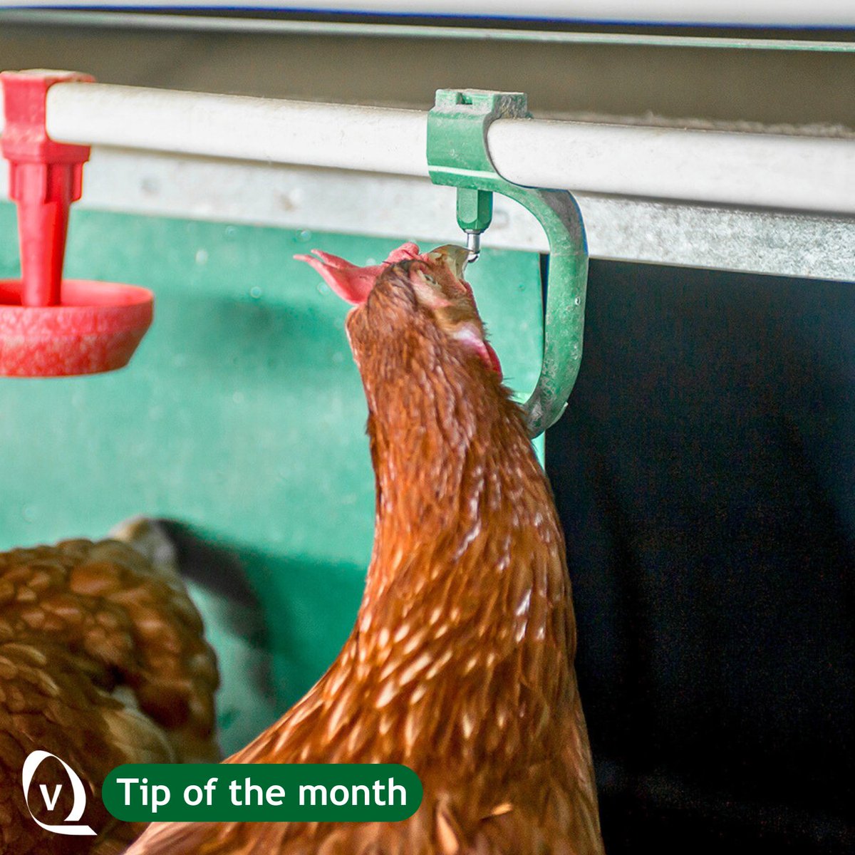 🐔💧 Keep your hens happy and hydrated! 

✅ This month’s reminder: Don't forget to regularly flush your drinking lines to keep the water clean. It’s a simple step that makes a big difference in your birds’ welfare and performance! 💦