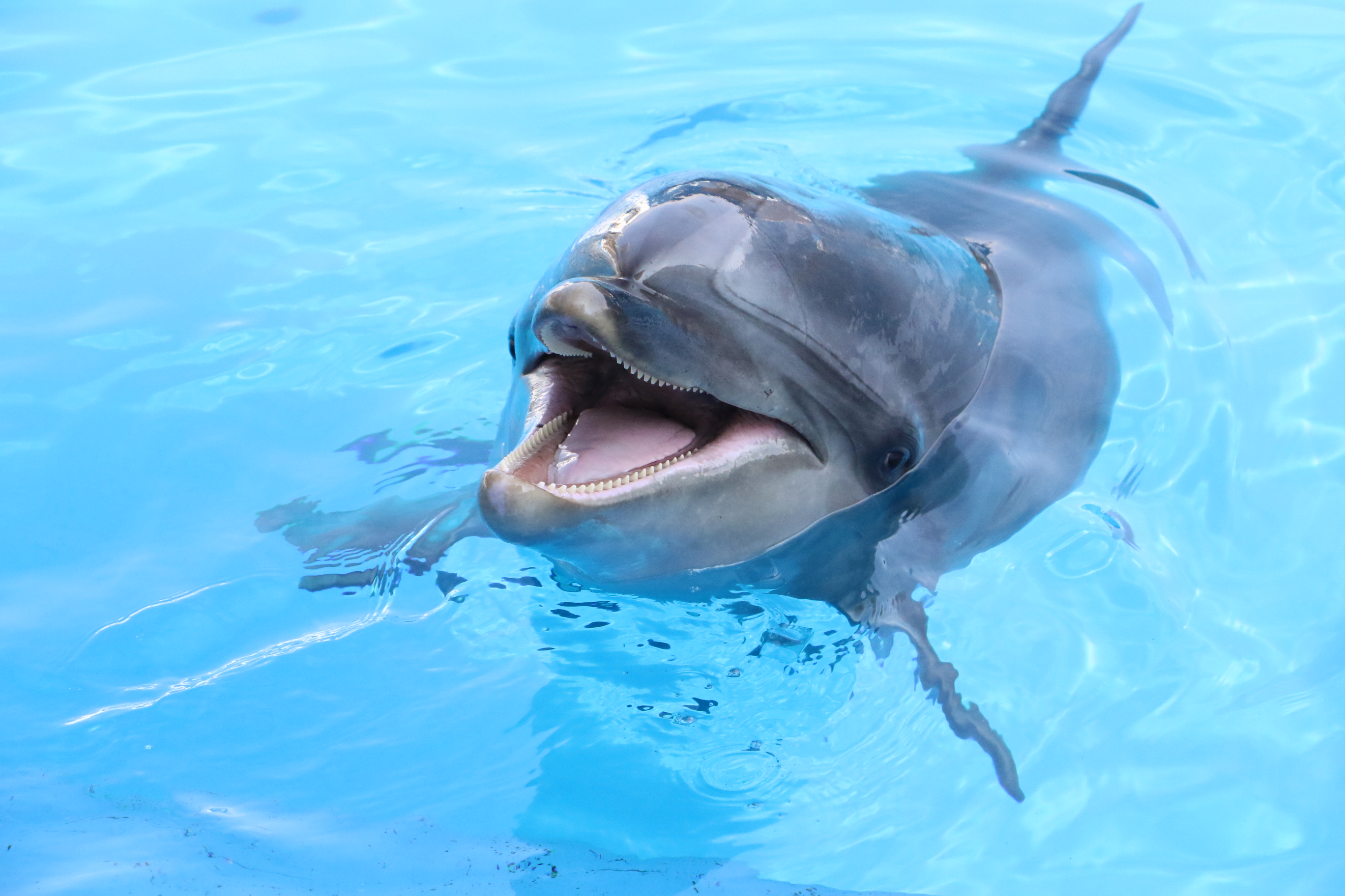 仙台うみの杜水族館公式 on X: 