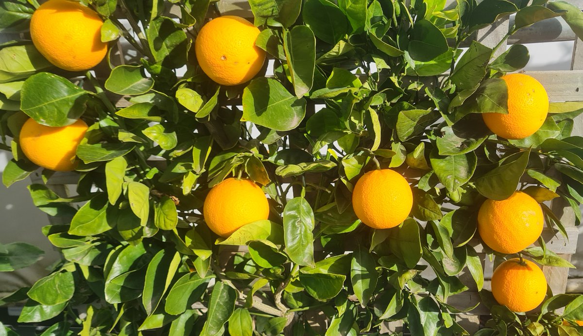 StuartWilliams_'s tweet photo. Espaliered Valencia orange 
(Citrus × sinensis "Valencia')

#Plantmark #ValenciaOrange #Citrus #Rutaceae https://t.co/YZRFtMZe18