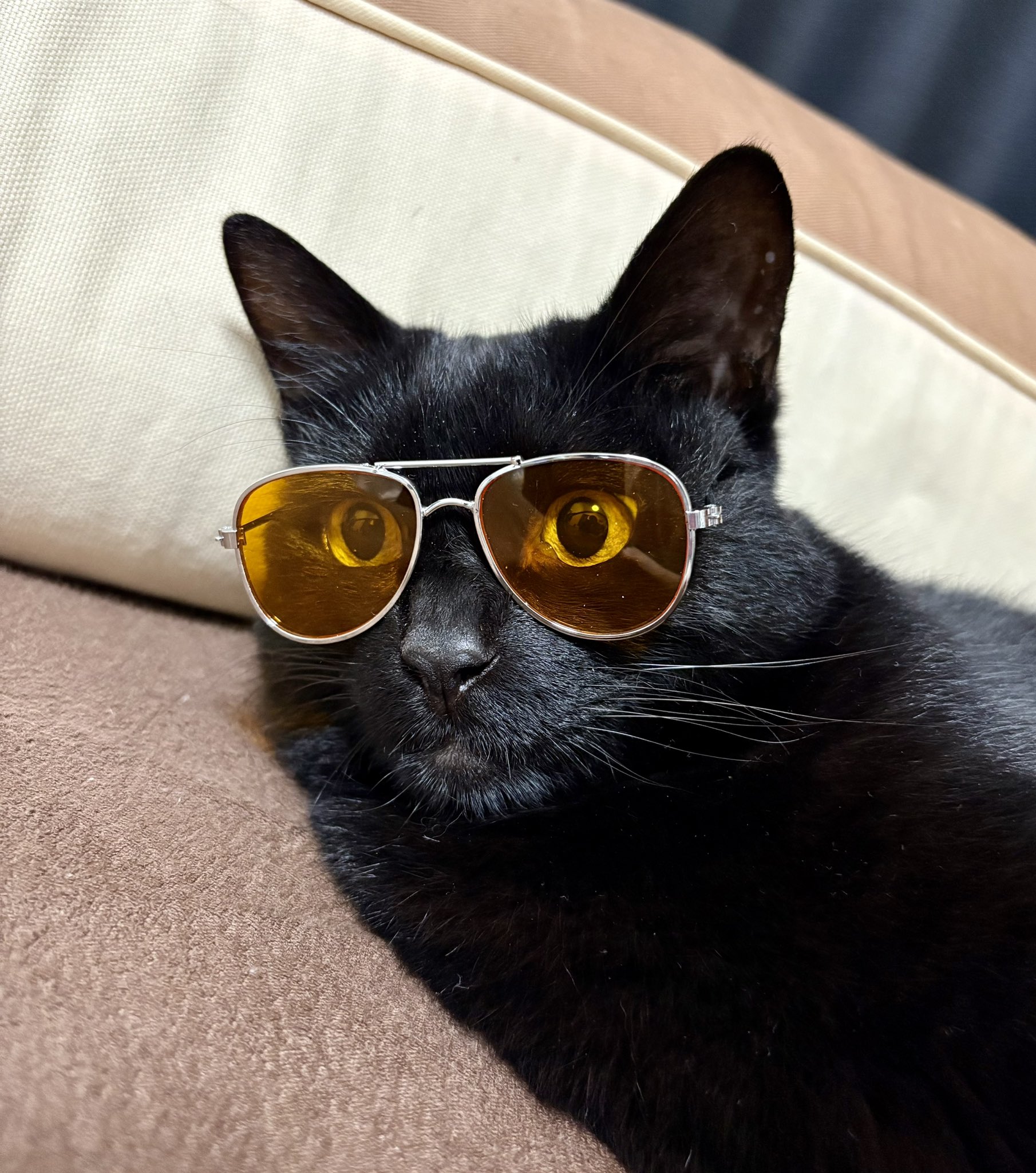 猫の灯火 楽天市場】【2025 最新アップデート 】猫よけ対策 超音波 Lupsty