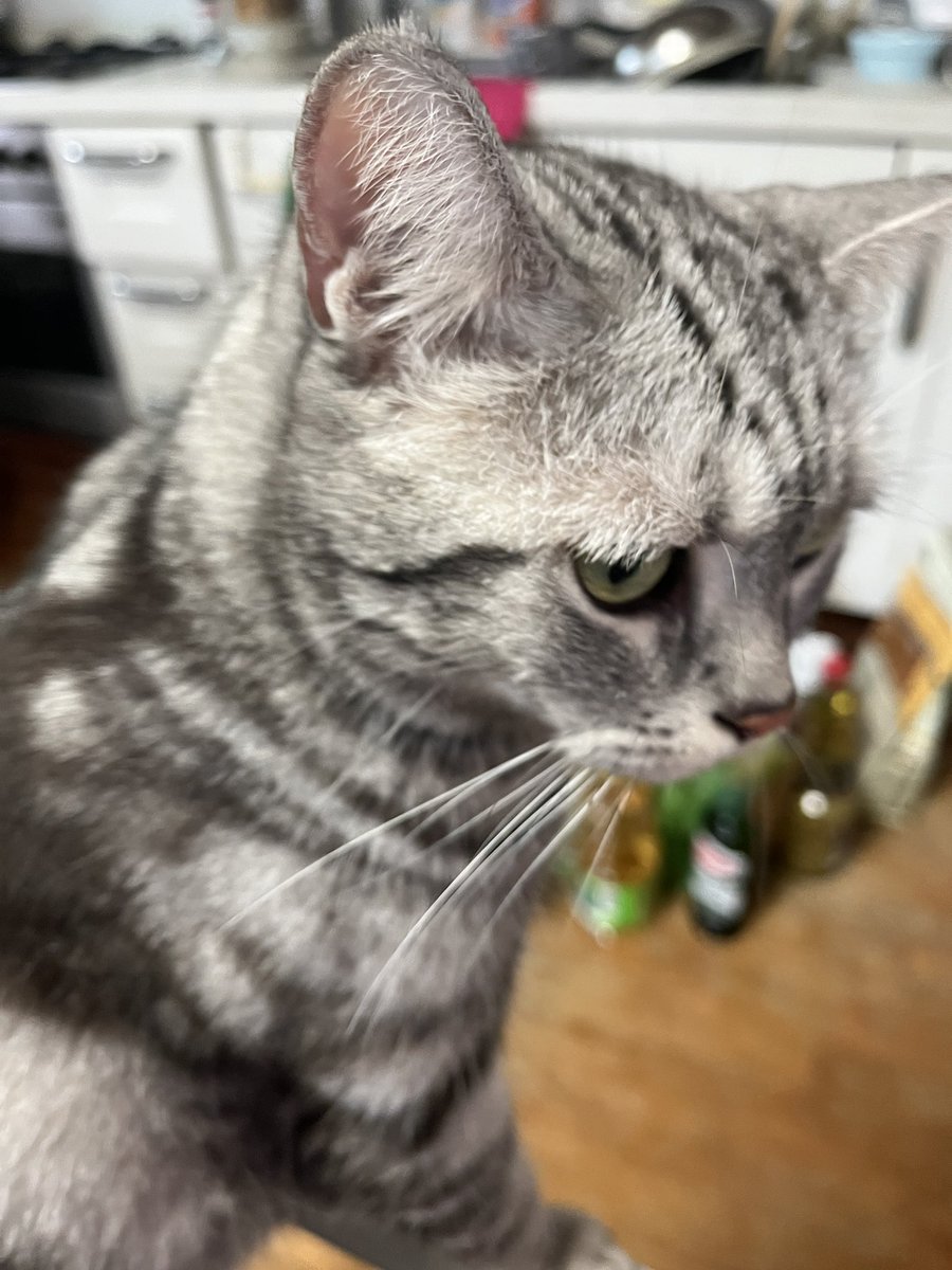 #세계고양이의날 우리 함께 언제나 오래오래