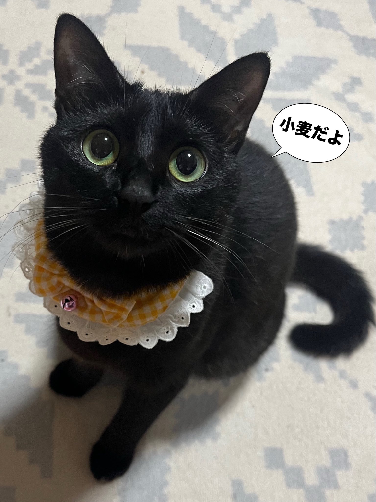 猫A 画像1 ＋ 14 最終値下げしました！ おーちゃん HIMAWARIちゃんねる on X: 