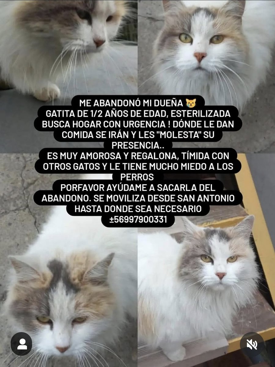 ATENCION CON CON GATITA HERMOSA ABANDONADA EN ADOPCIÓN