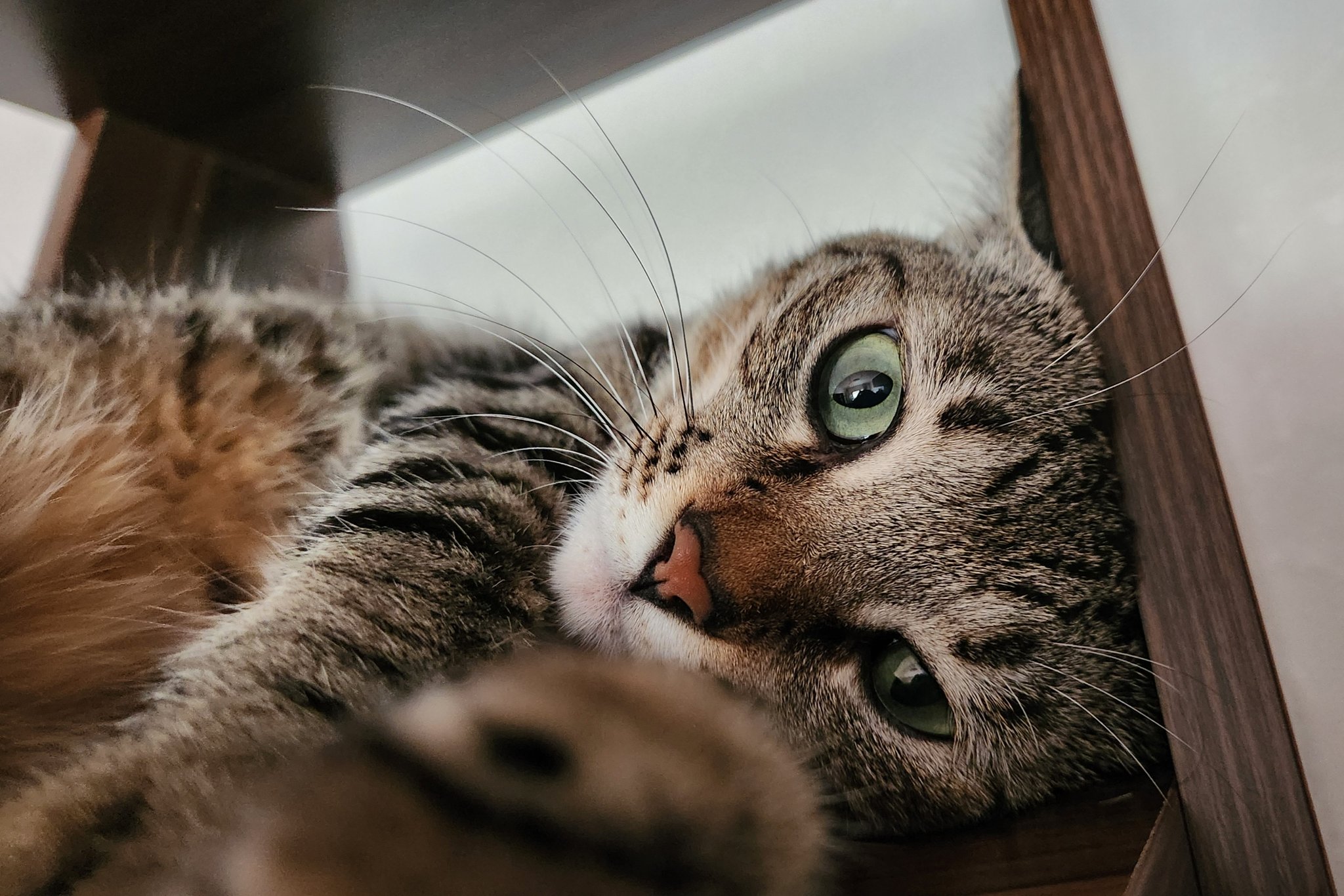 catsfamily on X: 