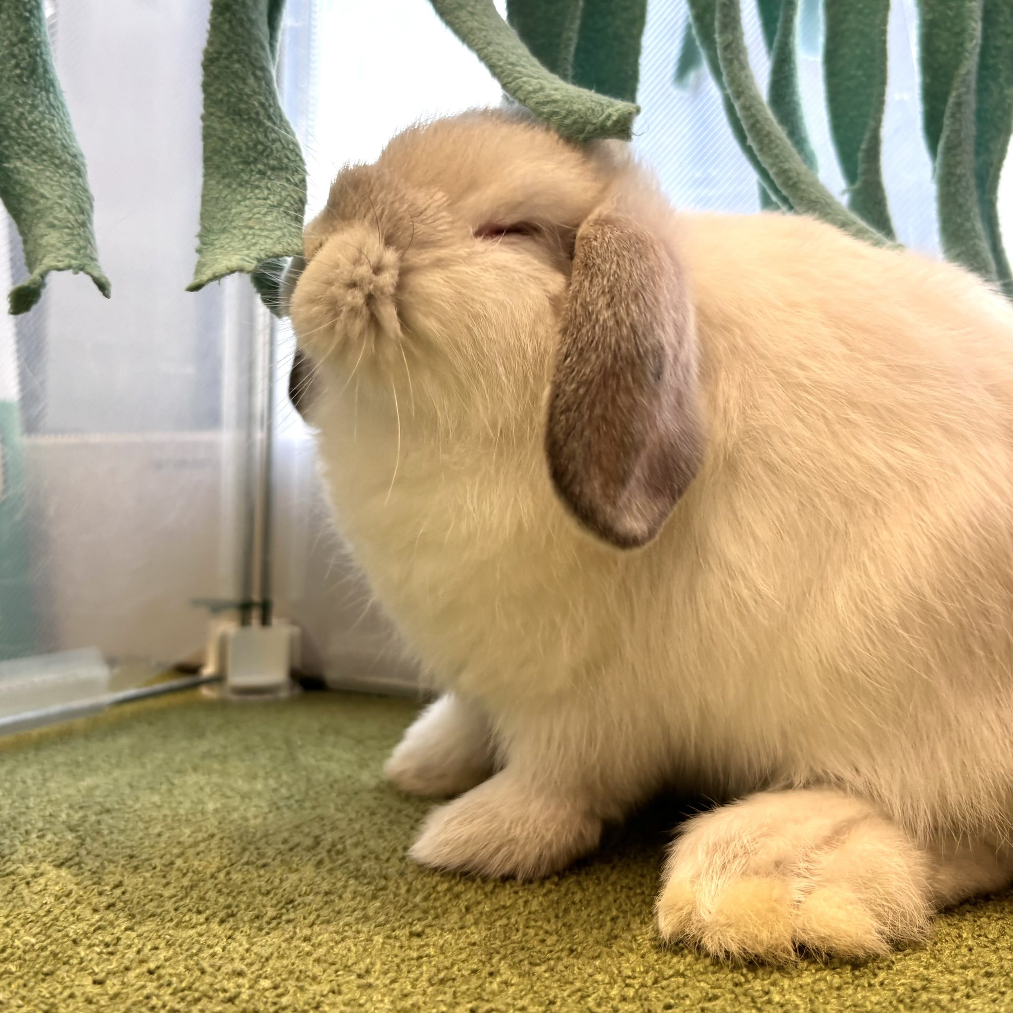 うさぎ♡プロフ必読 うさぎのしっぽオリナス錦糸町店 on X: