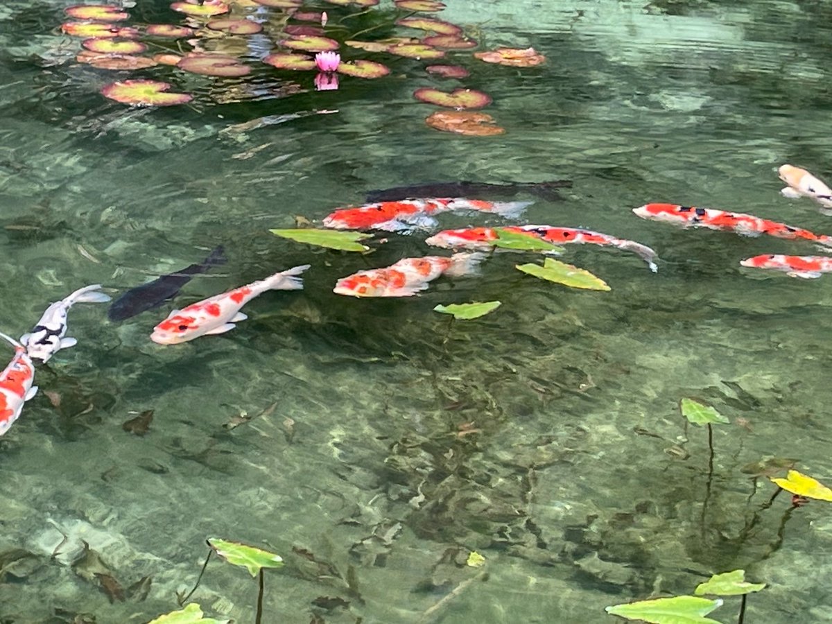 おはようございます。

本日定休日の為お休みです！  

営業日に是非ご来店くださいね🐈💕

岐阜県関市板取にある、「名もなき池」はご存じですか？
「モネの池」とも呼ばれる自然に湧き出る湧水によってできた池で、元々は地元の人が農業用水として利用していた池だそうです。