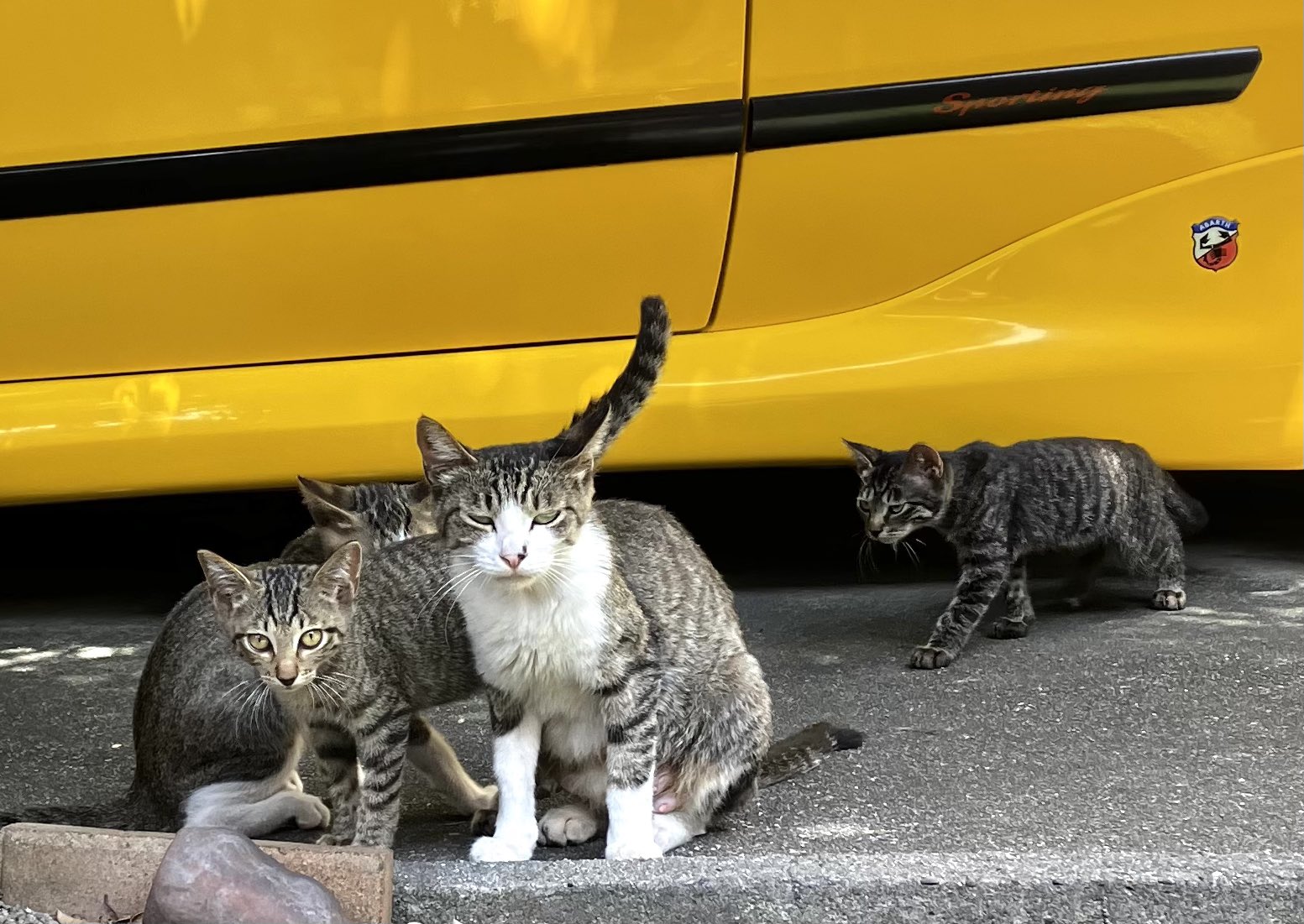 SP 野良猫姫親衛隊　psa10 公園の女王猫、再び環境が激変する The queen-cat's partner