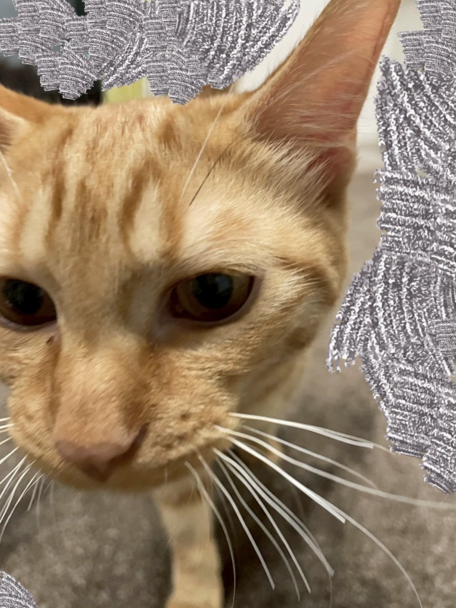 おはようございます！

パソコンショップエムズは、本日定休日の為お休みです。 

 「お盆は通常営業中！ご来店の際はお気軽にお電話してニャン🐾」 
 #猫 #猫のいる暮らし #猫好きさんと繋がりたい 
#とらのすけ専務