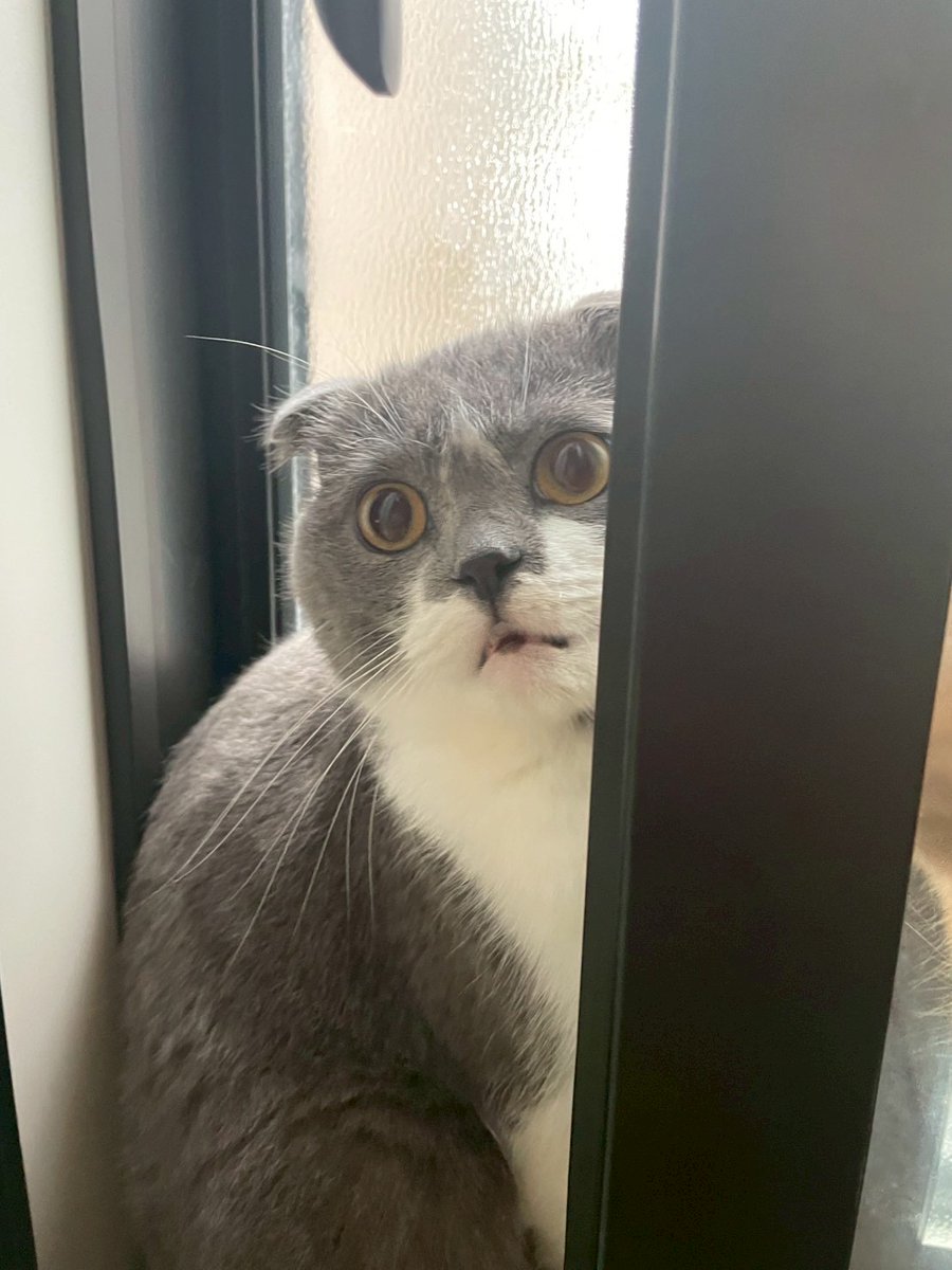 おはようございます！ 
パソコンショップエムズは本日定休日です。

逆光が綺麗なしんのすけ店長の写真が取れました！
スマホの壁紙等の個人使用に限り、保存OKです！  
 是非RTお願いします 🐈📷 #猫　#猫のいる暮らし 
#猫好きさんと繋がりたい #しんのすけ店長