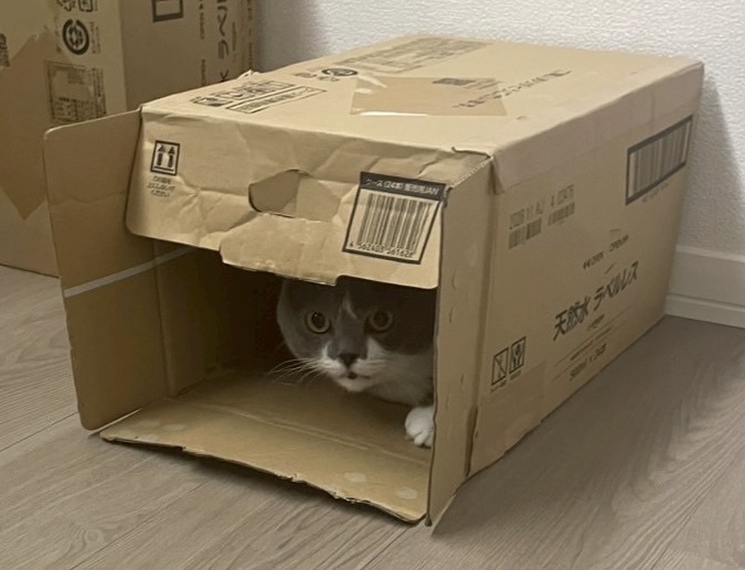 おはようございます！ 
パソコンショップエムズは、今日も元気に10時～17時まで営業中です！ 
 今日のしんのすけ店長は箱暮らし…？

    #猫 #猫のいる暮らし #猫好きさんと繋がりたい 
 #しんのすけ店長