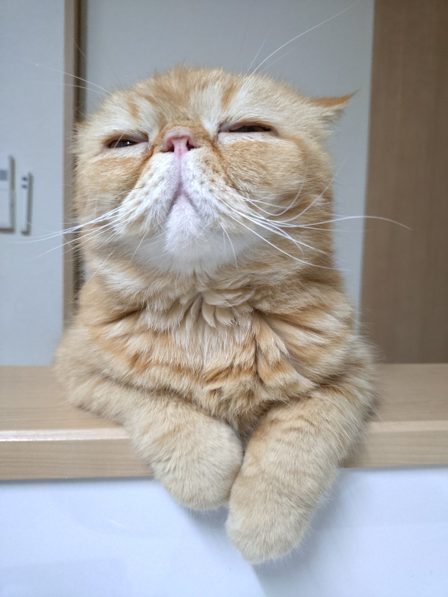 猫にゃん on X: 