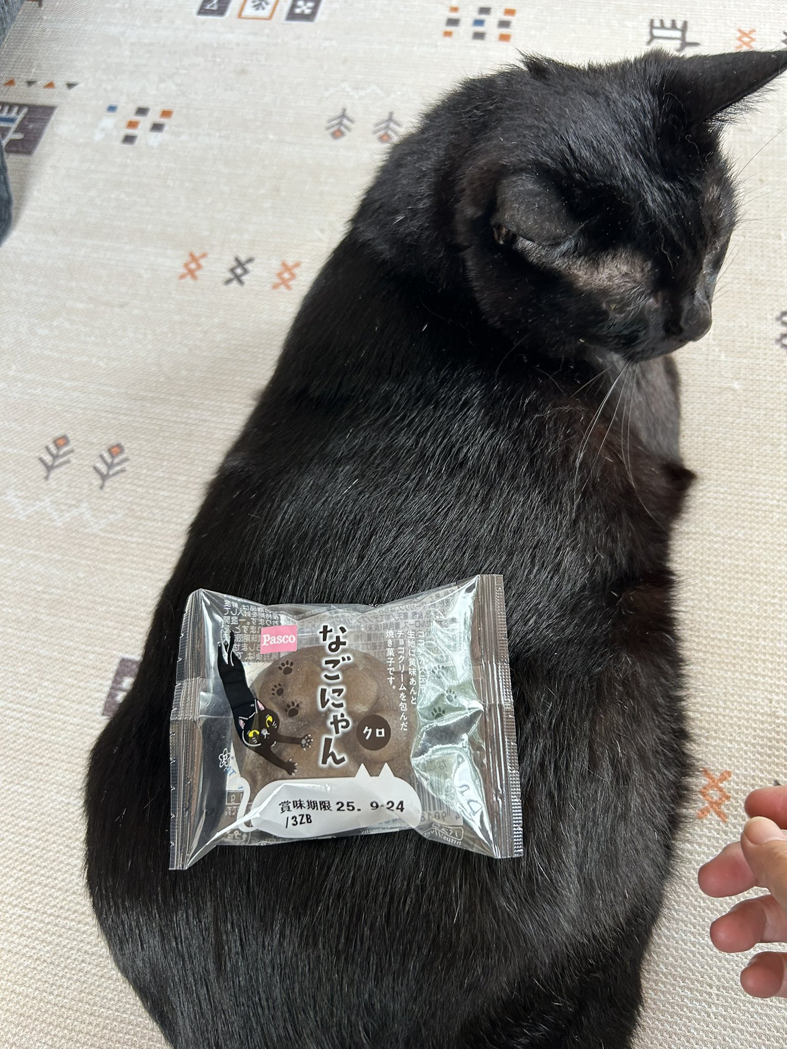 キラキラ⭐️　　ひょっこり猫 02__1_34348ca7-f10f-4e3d-afc8-