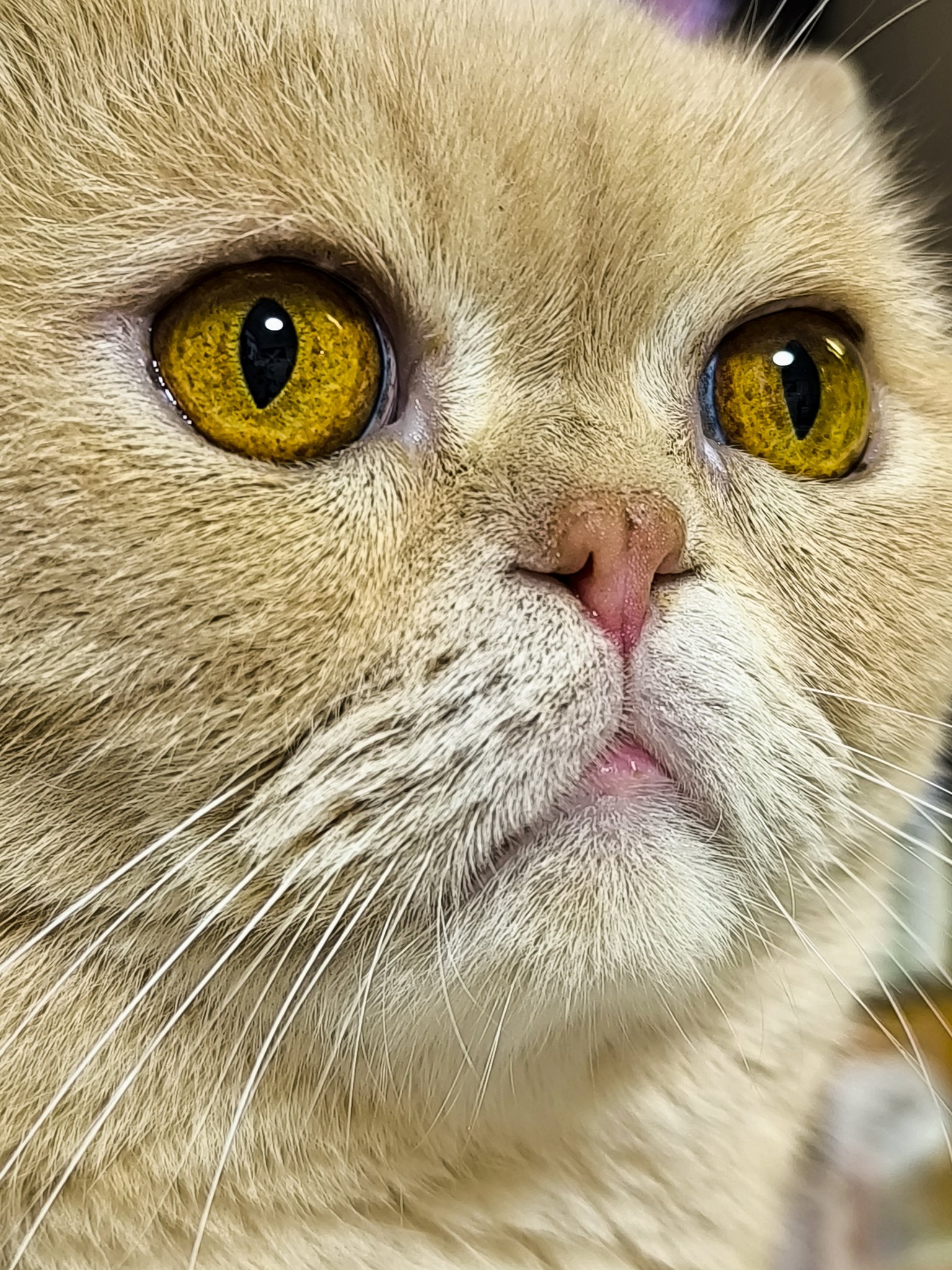 かちょぱ㌨✿様御予約❤️オッドアイの双子ちゃん♡ミニミニ子猫ちゃん♡エキゾ♡ 猫の置物🐈🐈🐈🤣 . #エキゾチックショートヘア #ぶさかわ猫 #愛