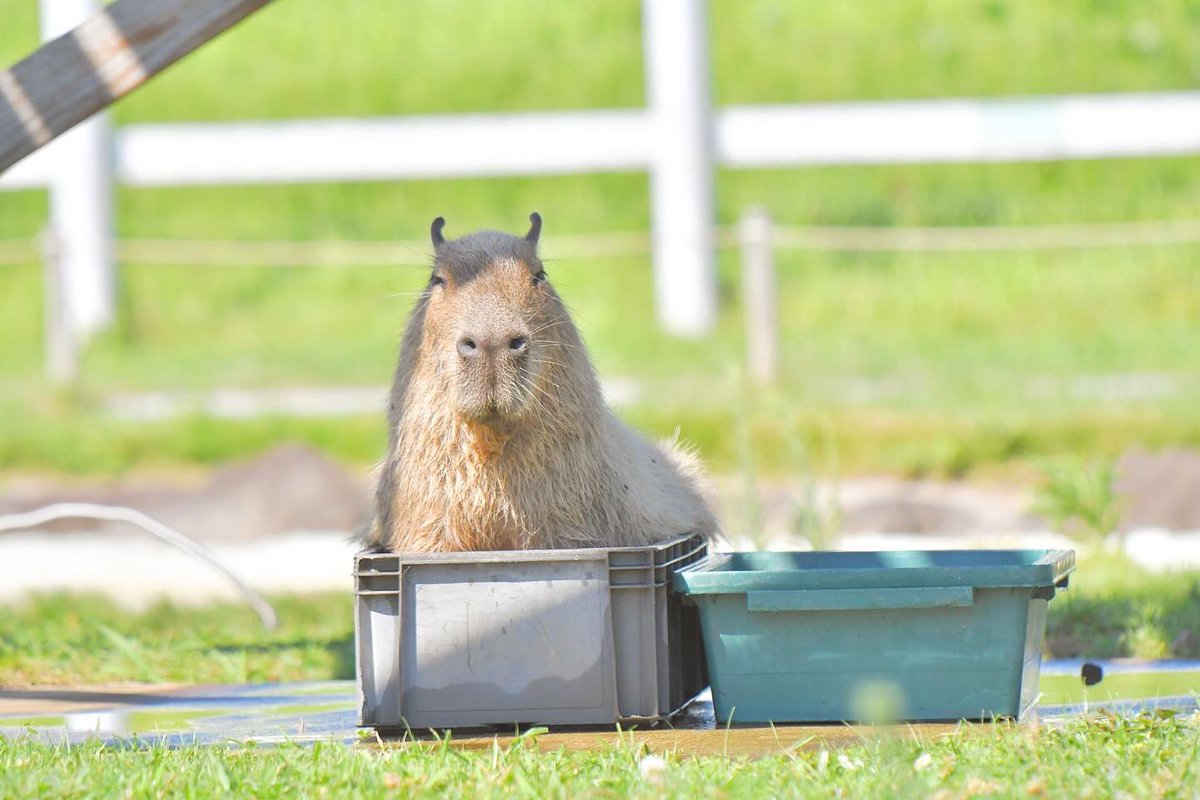 blue_ball_satoshi/Satoshi's Capybara Spirit (@blueball0600) / X