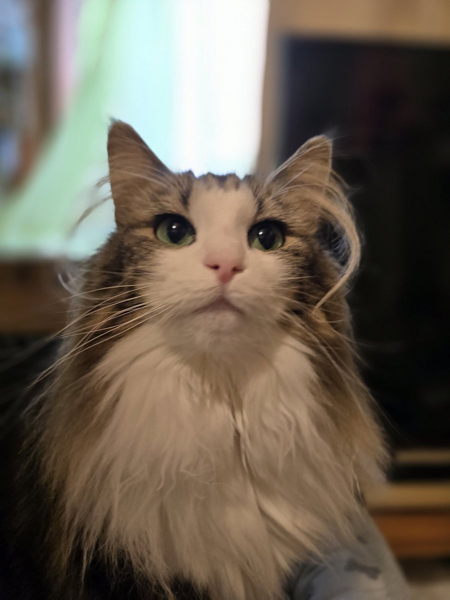 shippono_ko's tweet photo. 本日は世界猫の日ディ。
災害時の備えや、猫ちゃんのの体調管理を今一度確認してみませんか？
マイクロチップの番号は直ぐわかりますか？
お薬やご飯の在庫はどうですか？ https://t.co/0LiTqEswaz