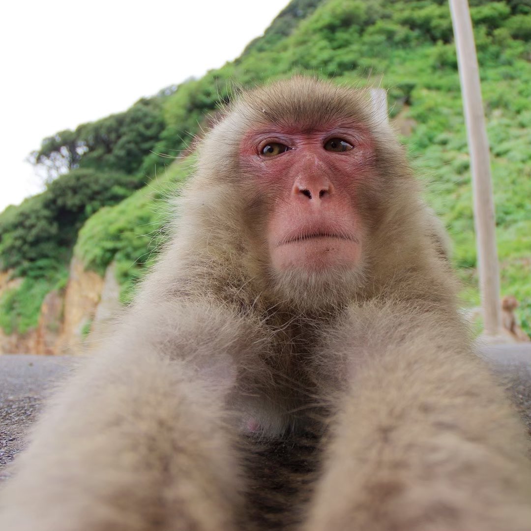 #波勝崎モンキーベイ　
【2025年8月8日モンキーベイ🌊猿予報🐒】
本日:開園
天気:曇り🌥️微風🍃
猿:園内に猿の群れがいます🐒

今後の見込み:このまま群れはいそうです
※園内の猿の状況はお問い合わせください0558-67-0003
#ニホンザル　#南伊豆　#野生猿　
#japanesemonkey #izu #wildmonkey