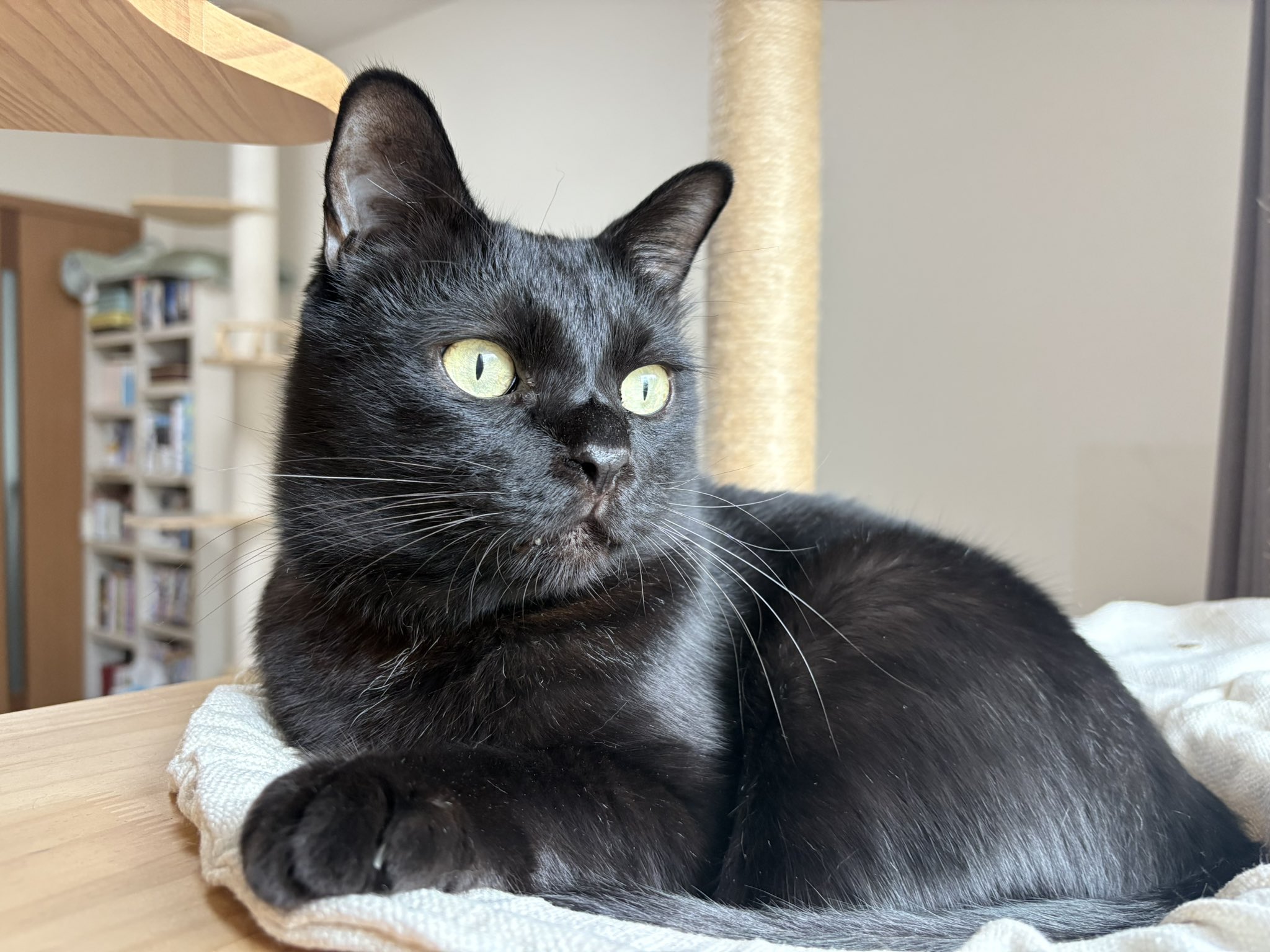 黒猫ジジさん on X: 
