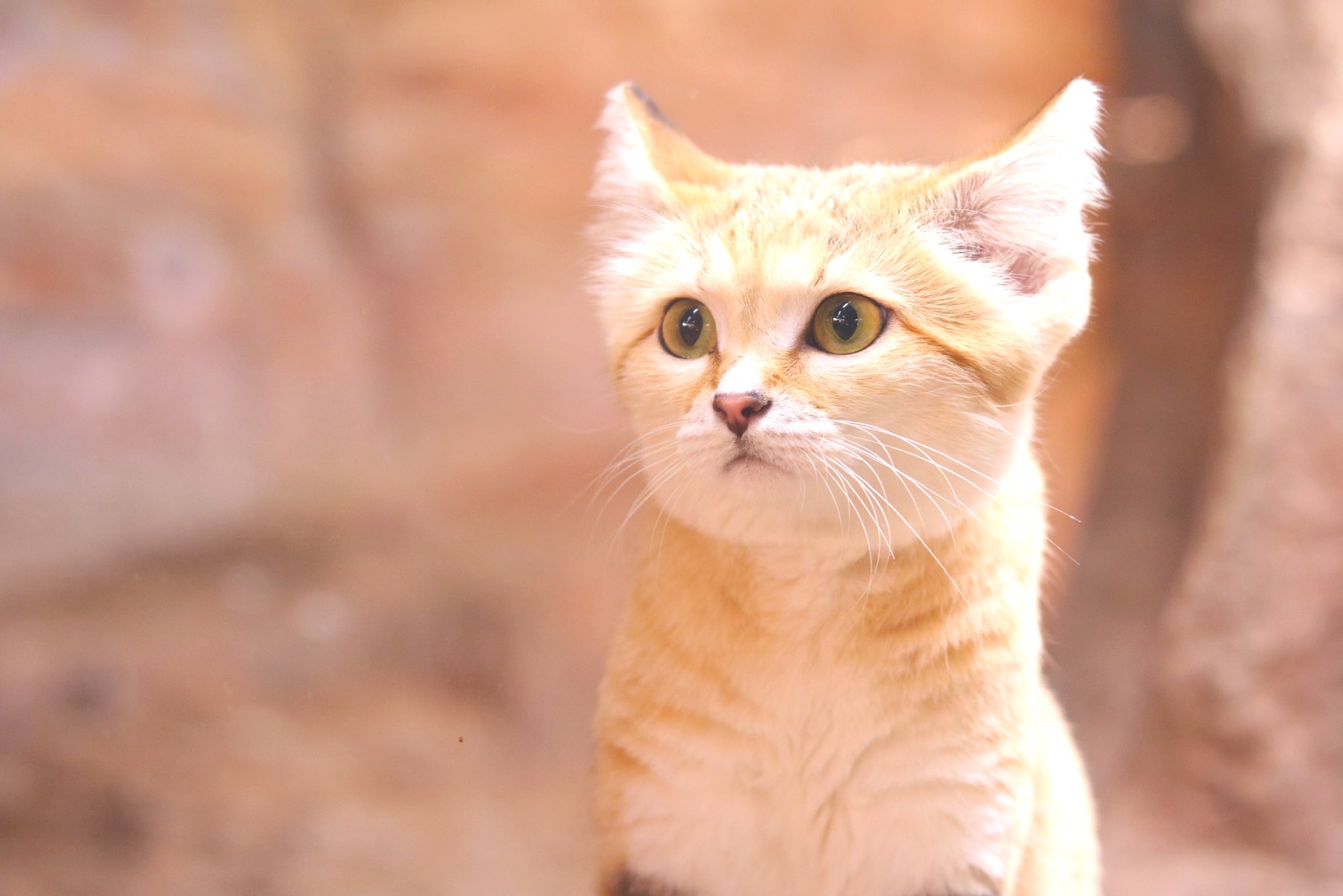 猫A 画像1 ＋ 8 画像19おまけ！　最終値下げしました！ 最近AIの活用ってどうなの？ちょっと検証 – 有限会社アート