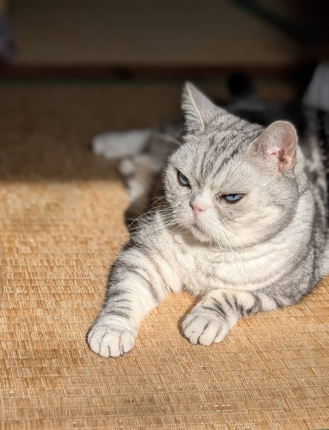 ゆきねこ様　確認ページ ねこに転生したおじさん×WEGOコラボステッカー – WEGO ONLINE STORE