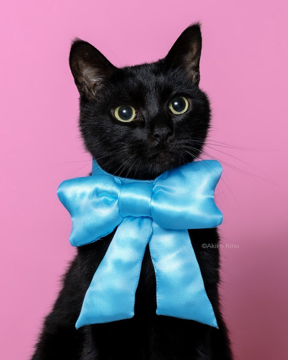 【黒猫】コムサ最高峰 ARTISAN イタリア製 Milior生地 スーツ 大きいリボンを着こなす黒猫🐈‍⬛ 世界中の猫ちゃんに幸あれ！ #世界猫