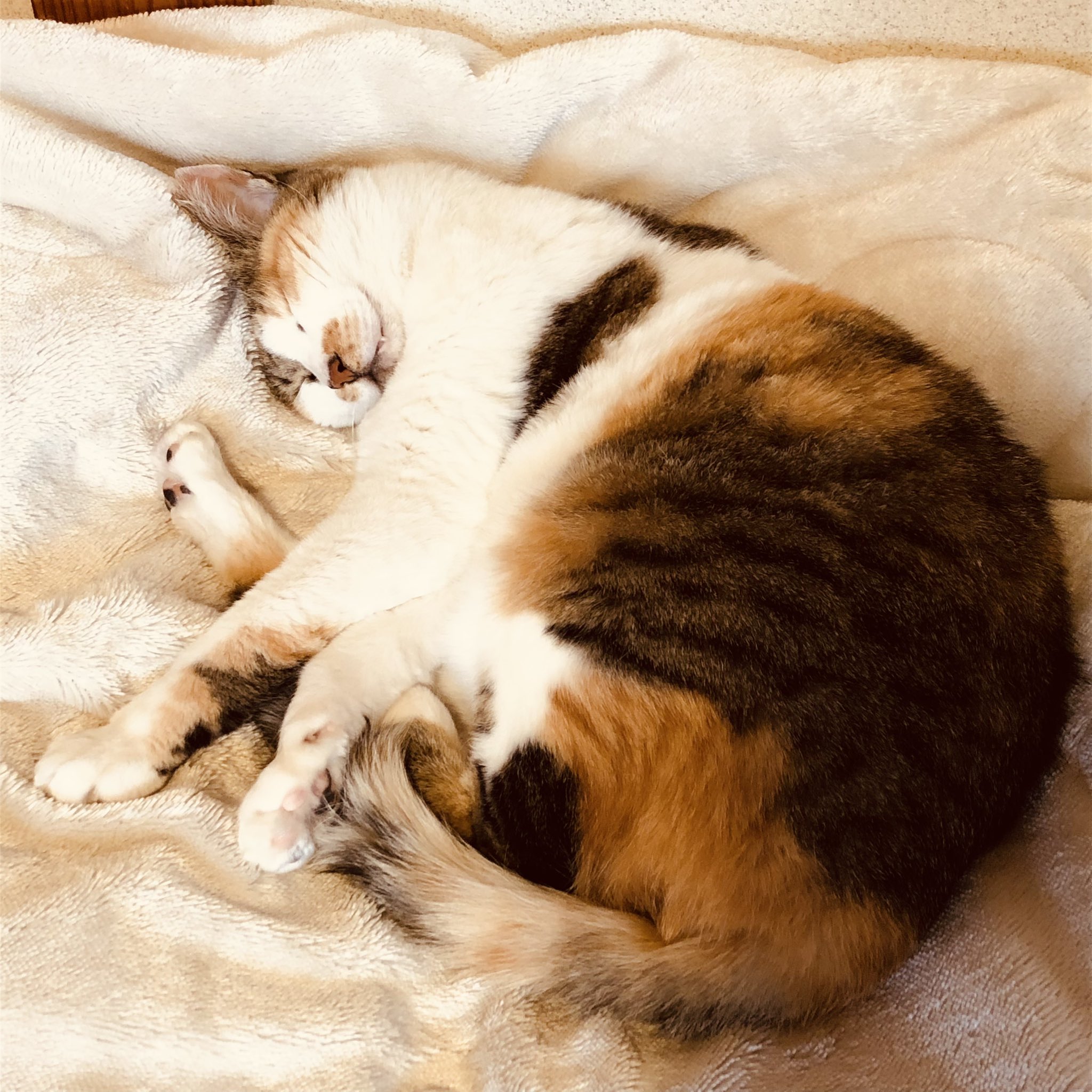 猫 日高チトセ☯️陰陽ブラザーズ発売中 on X: 