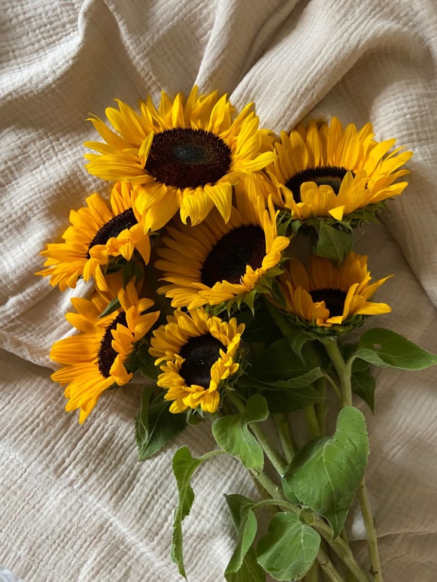 tag someone who likes sunflower
