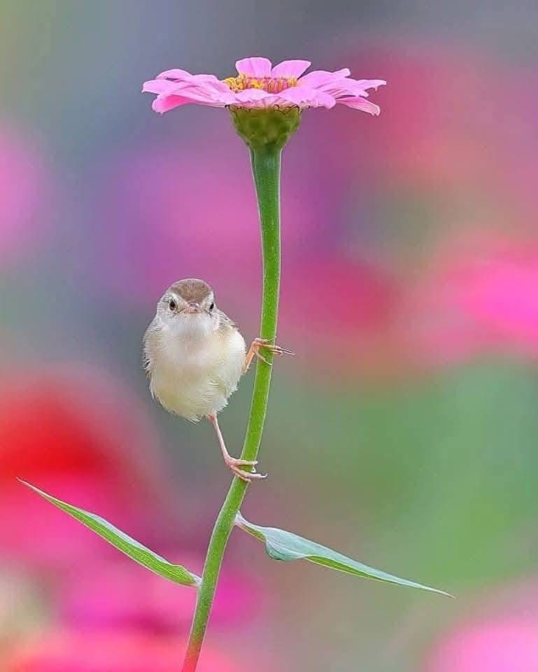 #𝕏~чүүддээ Баасан гарагийн Мэнд 💐хүргэе, өдрийг сайхан өнгөрүүлээрэй! 🌸🍃🌼🍃🌺

Good Morning #𝕏~ family☕️, have a beautiful Friday !🌸🍃🌼🍃🌺