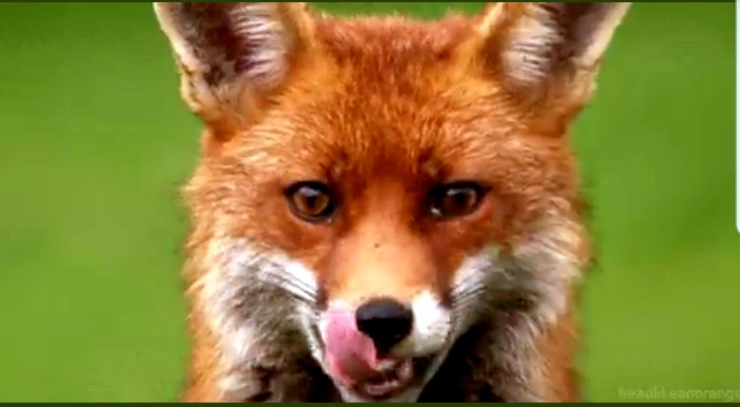 The Wall Street foxes remain firmly in charge of the Household Investors' henhouse! #SRO