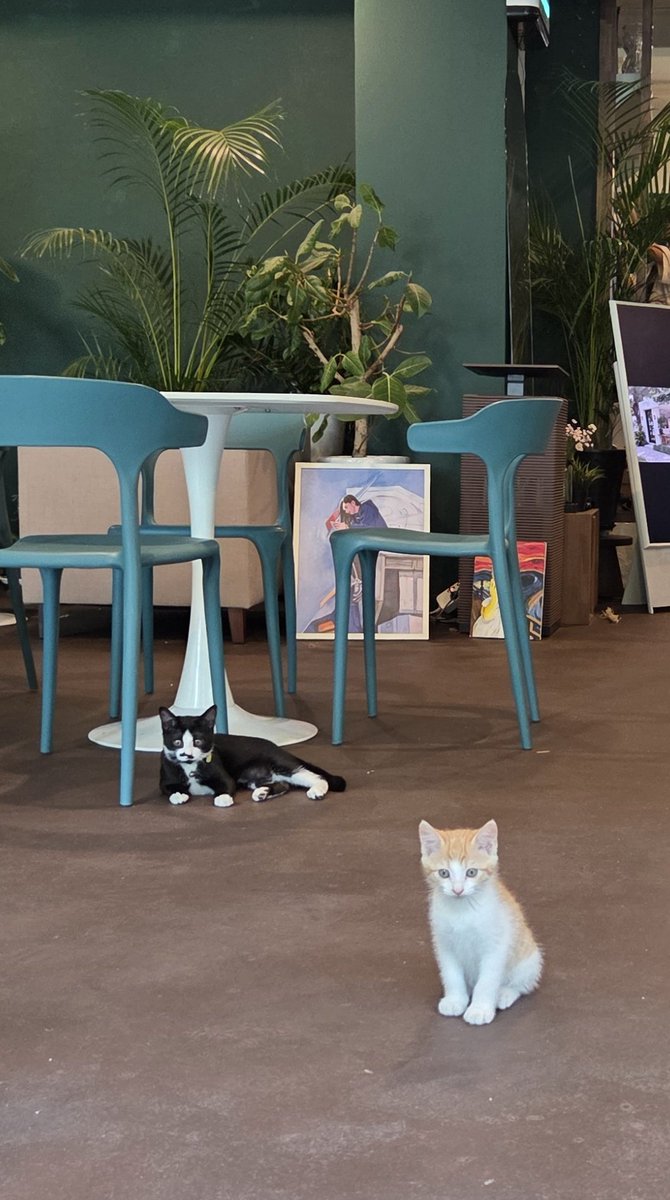 카페에 갔더니 귀여운 점원이 맞이해준다