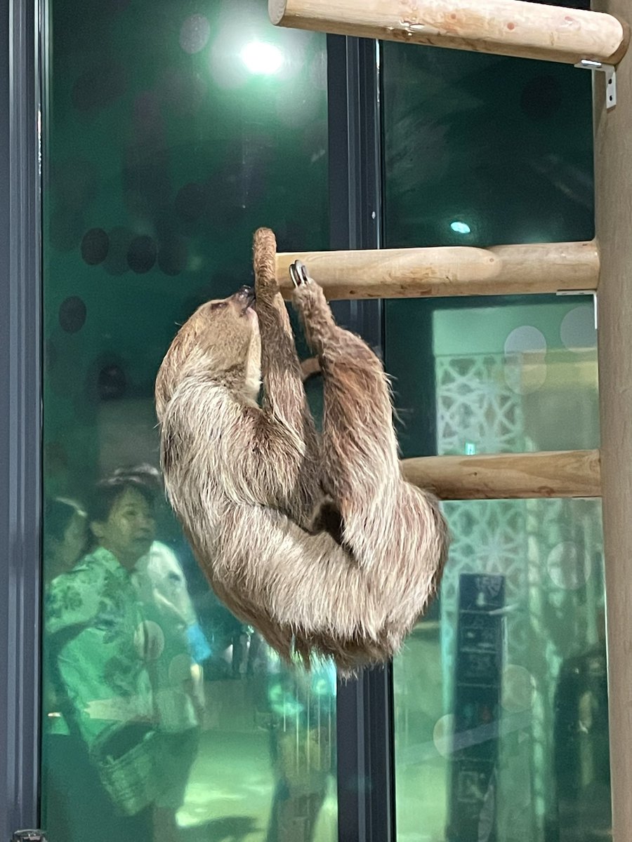 ナマケモノがめちゃくちゃ可愛かった😍