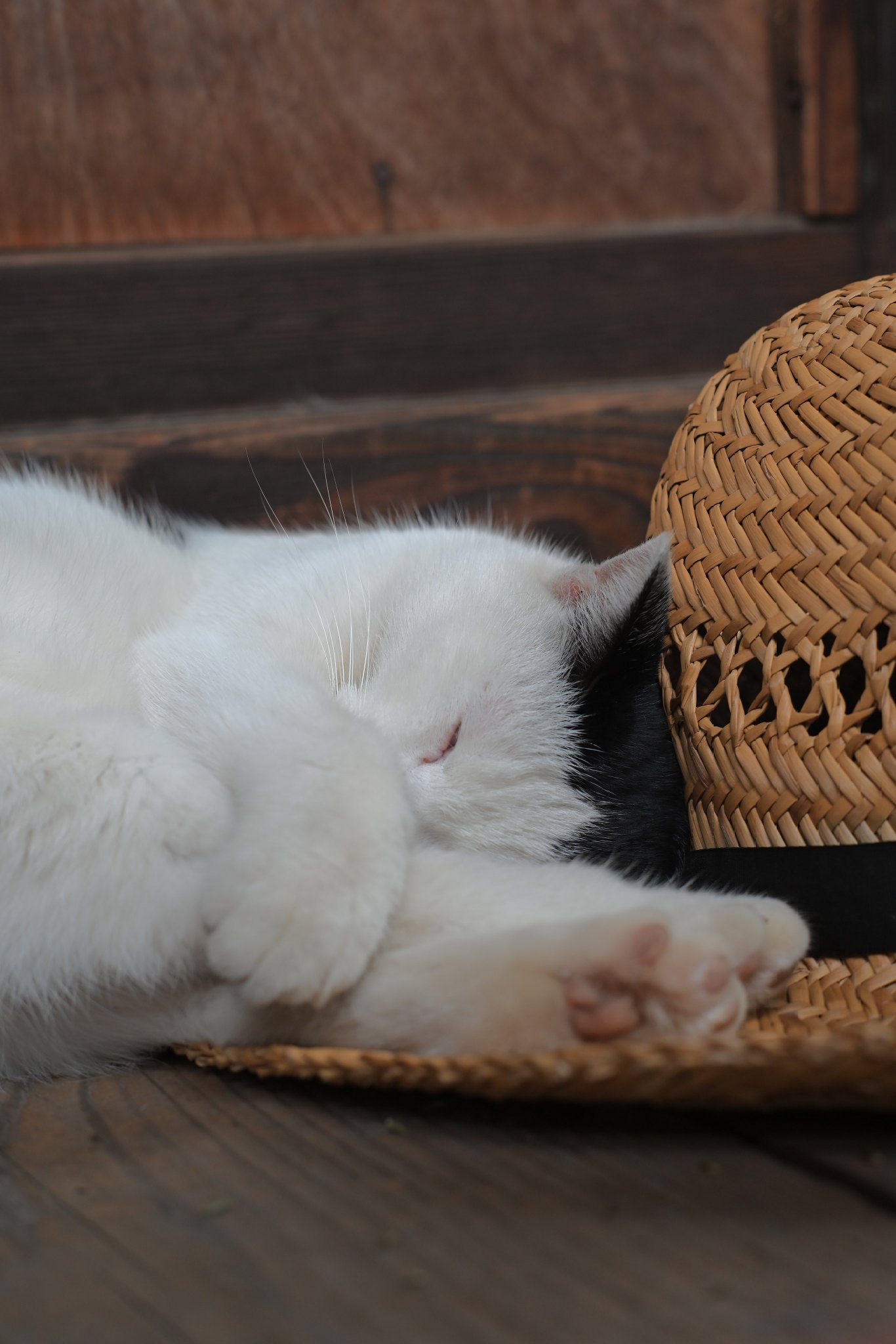 猫の写真 Azuki and Sakura's weight has now matched that of the