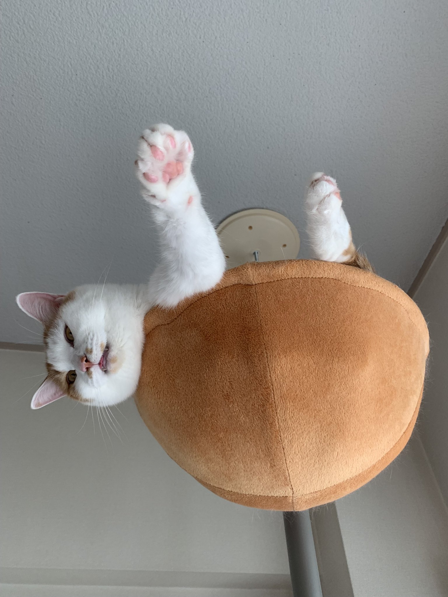 かこ♡リピーター様リクエスト　特大猫様 ん？？
