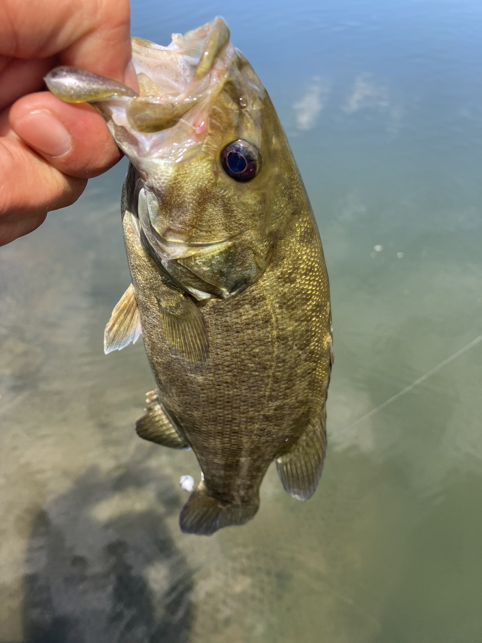 バス釣り バス釣り セット 6.0フィート スピニングリール付き 釣り竿