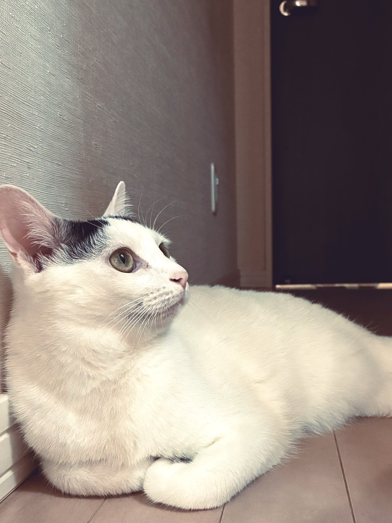あっき on X: 