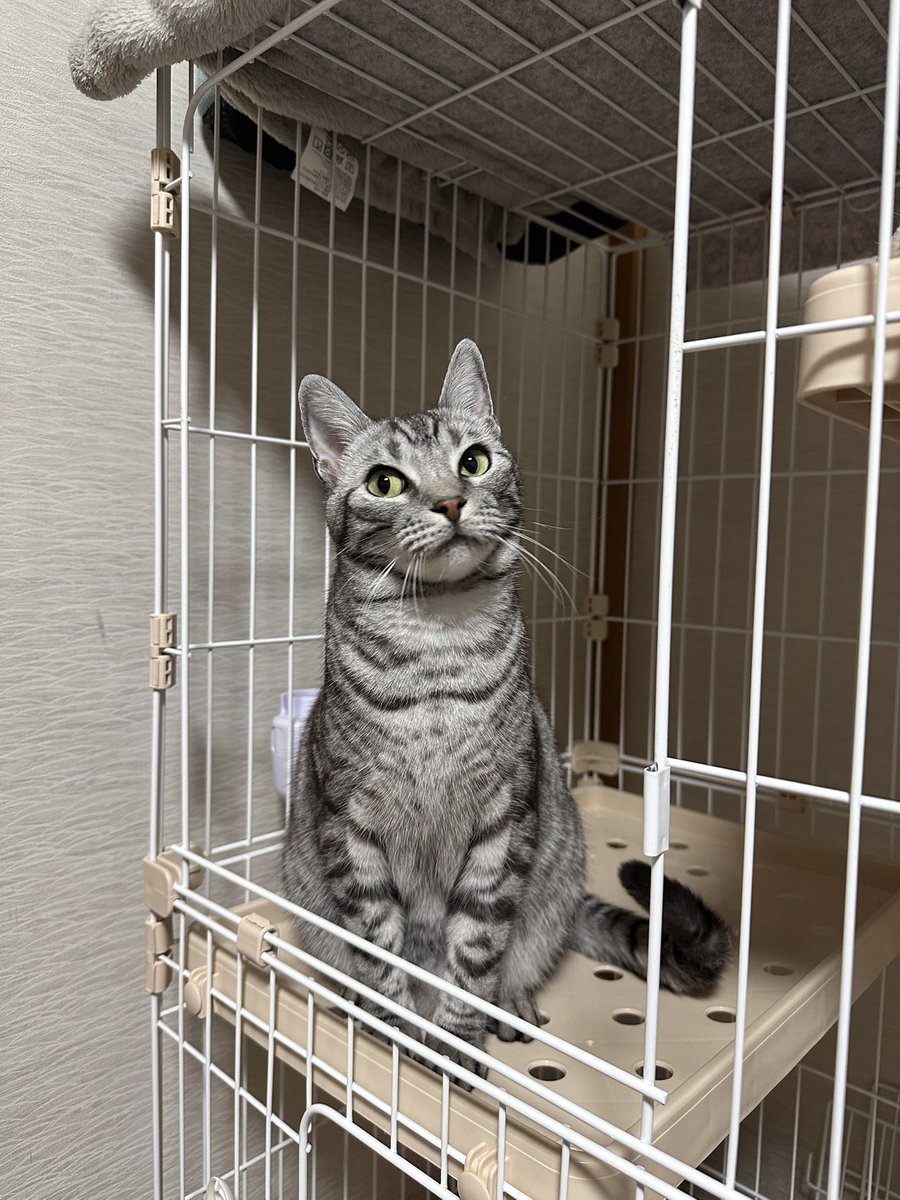osatoooooou's tweet photo. うちのかわいい4.8キロちゃん🐈‍⬛　#世界猫の日 https://t.co/9qvHaLiHHn