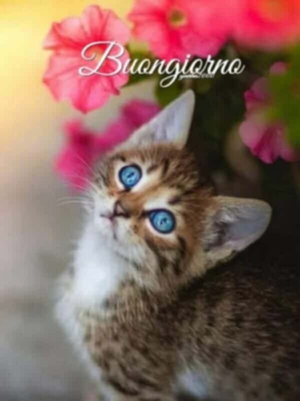 ant... Pi...... (@antonellopigaz1) on Twitter photo 