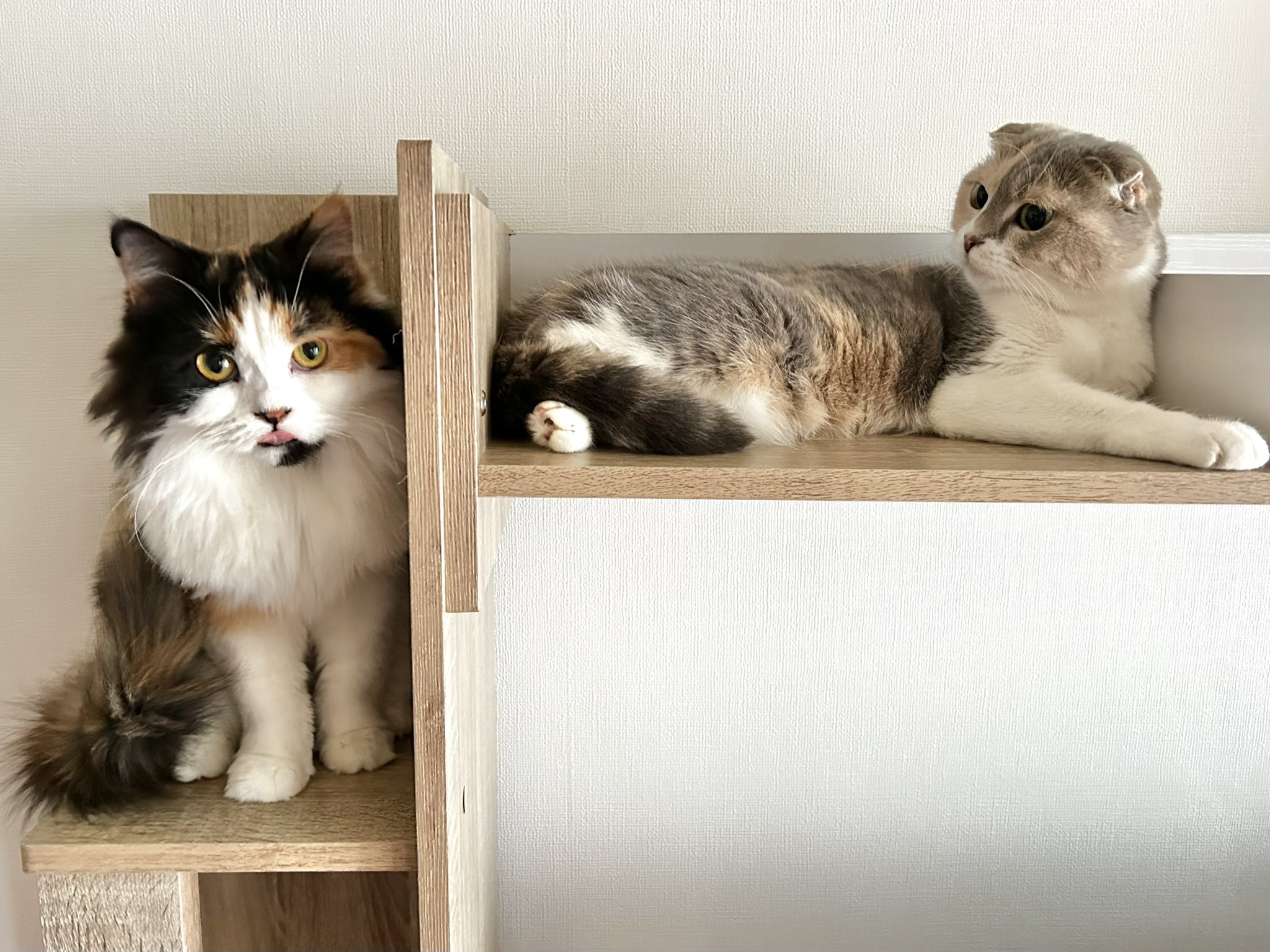 【三匹の黒猫⚠︎プロフ必読】りんごワンピース おりんご⚽️ on X: 