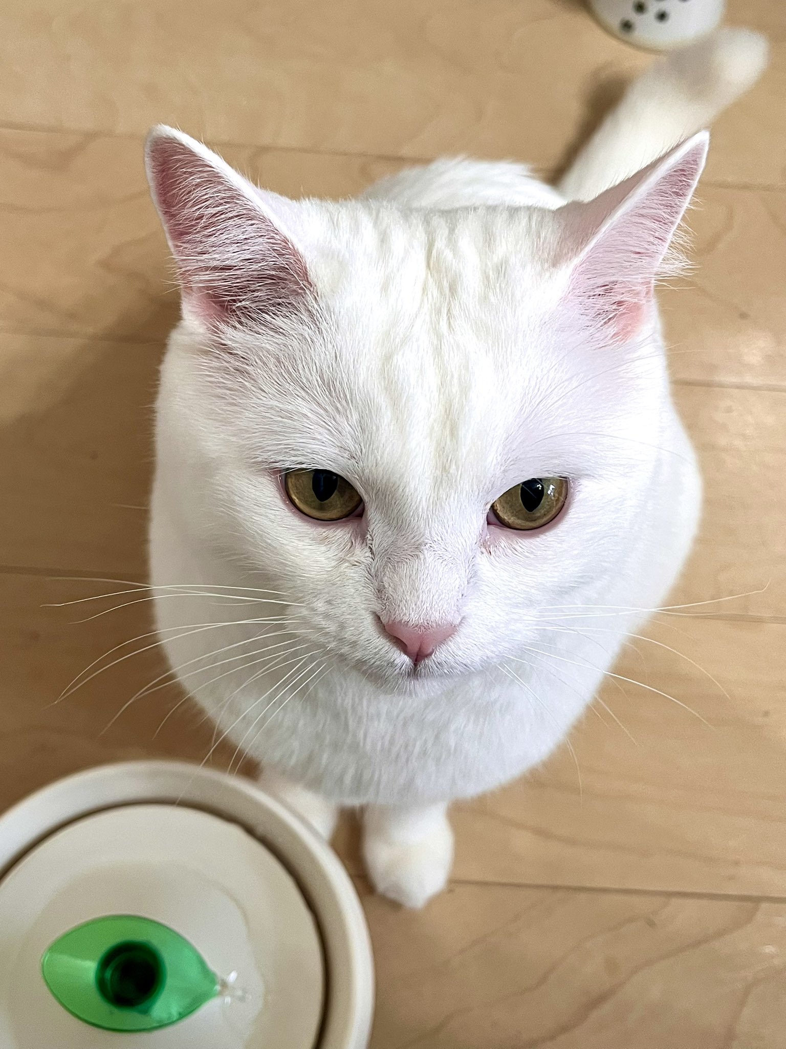 モンプチ☆猫ちゃんご飯^_^☆お値下げ中❣️ Amazon.co.jp: モンプチ ゴールド缶 成猫用 極上ささみ 70g×24缶