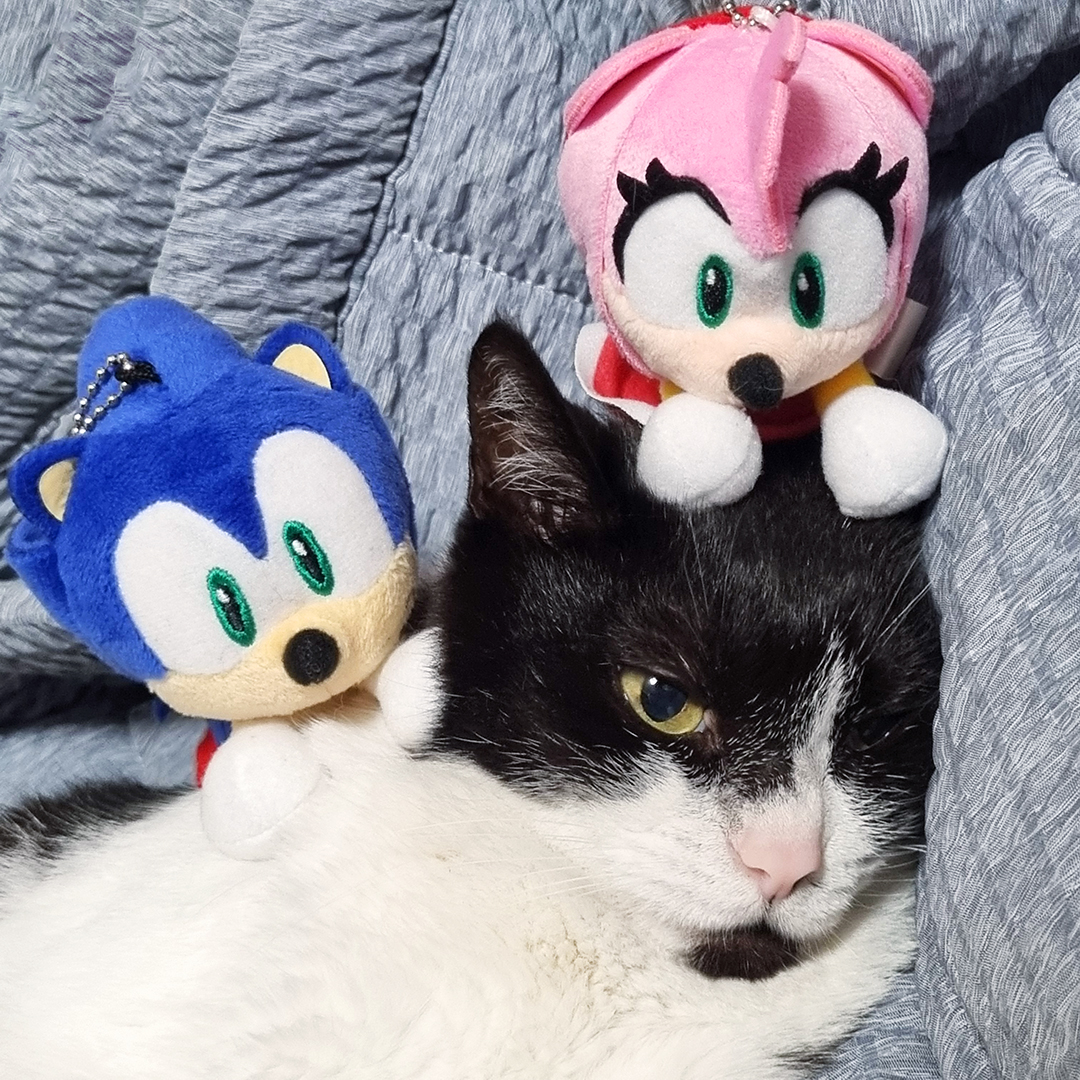오늘은 세계 고양이의 날!😺
귀여운 소닉+에이미에 고양이까지...
오늘은 귀여움 100% 충전 완료!
⠀
고양이를 키우고 계신 분은
소닉 인형과 함께 사진을 찍어 자랑해 주세요!👀
⠀
#소닉