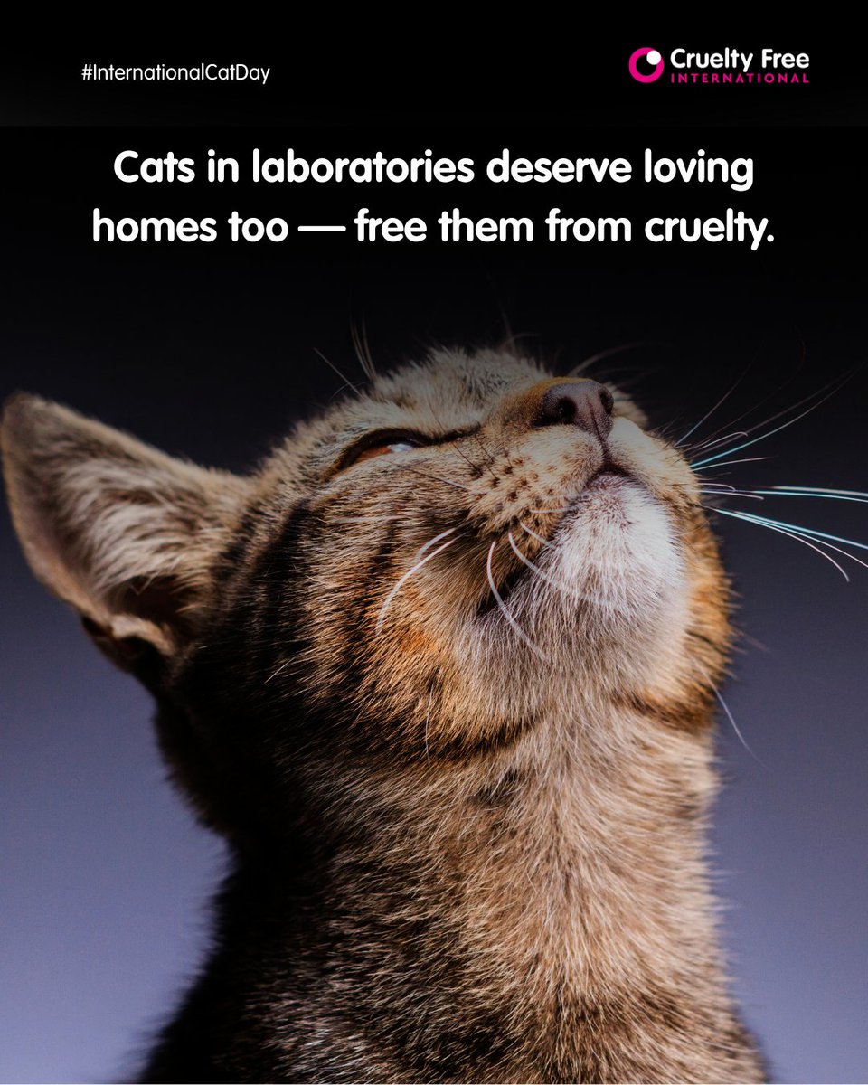 CrueltyFreeIntl's tweet image. Imagine your companion animals living in an unsettling laboratory, in pain from an experiment they were forced to endure. This is the sad reality for cats who are no different from the ones you love 😔
Help #EndAnimalTesting with a kind gift: bit.ly/46ktPlI