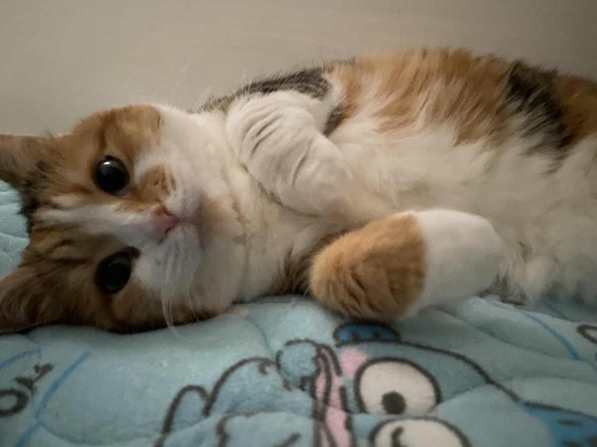 世界中の猫が幸せに暮らせますように。
#世界猫の日