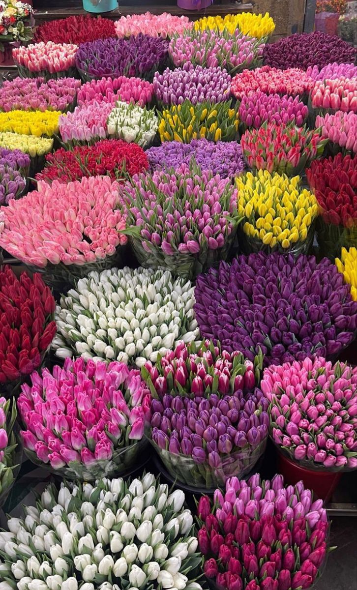 Only Tulips (@tutututututulip) on Twitter photo 