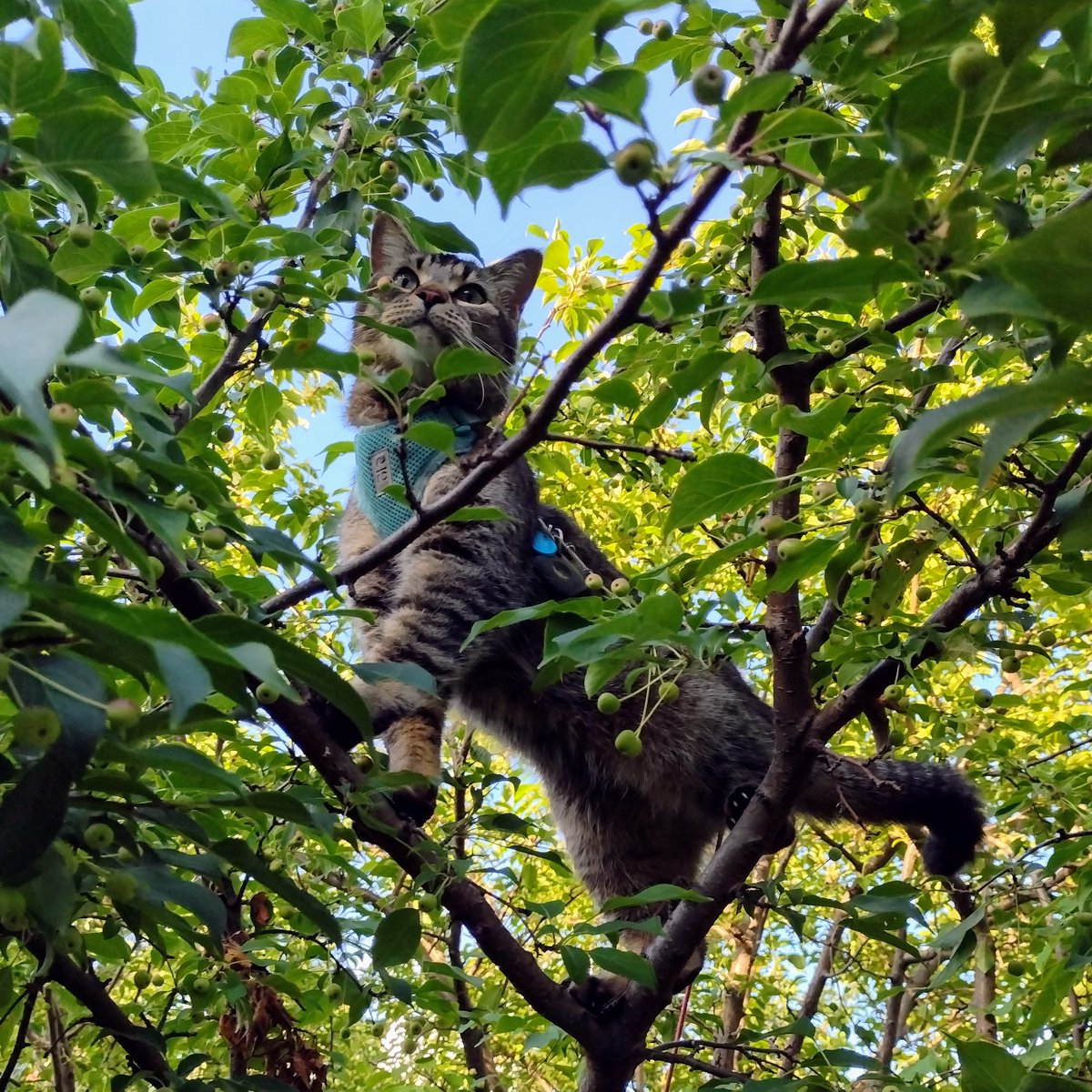 Aye Bee See Dee
Eee Eee Eee
Figgy climes da
Cherry twee

#CheddarSong #FiggySong #EeeEeeEee #InDaTwee